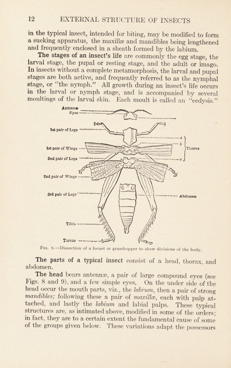 in the typical insect, intended for biting, may be modified to form a sucking apparatus, the maxillae and mandibles being lengthened and frequently enclosed in a sheath formed by the labium. The stages of an insect’s life are commonly the egg stage, the larval stage, the pupal or resting stage, and the adult or imago. In insects without a complete metamorphosis, the larval and pupal stages are both active, and frequently referred to as the nj'mphal stage, or “the nymph.” All growth during an insect’s life occurs in the larval or nymph stage, and is accompanied by several moultings of the larval skin. Each moult is called an “ecdysis.” Thorax Abdomen Fig. 8. Dissection of a locust or grasshopper to show divisions of the body. The parts of a typical insect consist of a head, thorax, and abdomen. The head bears antennae, a pair of large compound eyes (see Figs. 8 and 9), and a few simple eyes. On the under side of the head occur the mouth parts, viz., the labrum, then a pair of strong mandibles; following these a pair of maxillce, each with palp at- tached, and lastly the labium and labial palps. These typical structures are, as intimated above, modified in some of the orders; in fact, they are to a certain extent the fundamental cause of some of the groups given below. These variations adapt the possessors