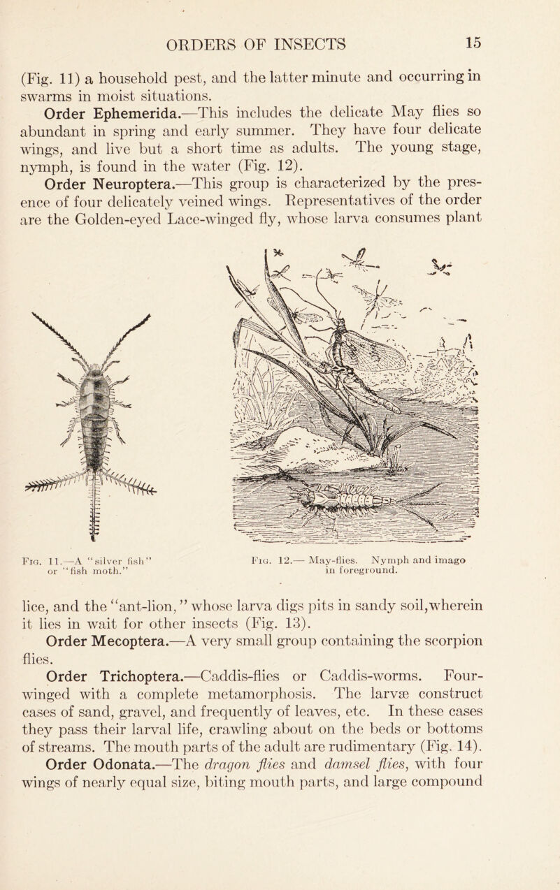 (Fig. 11) a household pest, and the latter minute and occurring in swarms in moist situations. Order Ephemerida.—This includes the delicate May flies so abundant in spring and early summer. They have four delicate wings, and live but a short time as adults. The young stage, nymph, is found in the water (Fig. 12). Order Neuroptera.—This group is characterized by the pres- ence of four delicately veined wings. Representatives of the order are the Golden-eyed Lace-winged fly, whose larva consumes plant lice, and the “ant-lion, ” whose larva digs pits in sandy soil,wherein it lies in wait for other insects (Fig. 13). Order Mecoptera.—A very small group containing the scorpion flies. Order Trichoptera.—Caddis-flies or Caddis-worms. Four- winged with a complete metamorphosis. The larvae construct cases of sand, gravel, and frequently of leaves, etc. In these cases they pass their larval life, crawling about on the beds or bottoms of streams. The mouth parts of the adult are rudimentary (Fig. 14). Order Odonata.—The dragon flies and damsel flies, with four wings of nearly equal size, biting mouth parts, and large compound