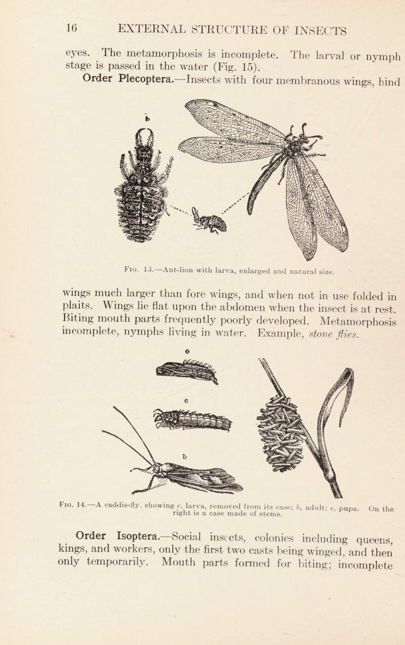 eyes. The metamorphosis is incomplete. The larval or nymph stage is passed in the water (Fig. 15). Order Plecoptera.—Insects with four membranous wings, hind Fig. 13. Ant-lion with larva, enlarged and natural size. wings much larger than fore wings, and when not in use folded in plaits. Wings lie flat upon the abdomen when the insect is at rest. Biting mouth parts frequently poorly developed. Metamorphosis incomplete, nymphs living in water. Example, stone flies. © Fig. 14. A caddis-fly, showing c, larva, removed from its case; b, adult; e, pupa. On the right is a case made of stems. Order Isoptera. Social insects, colonies including queens, kings, and workers, only the first two casts being winged, and then only temporarily. Mouth parts formed for biting; incomplete