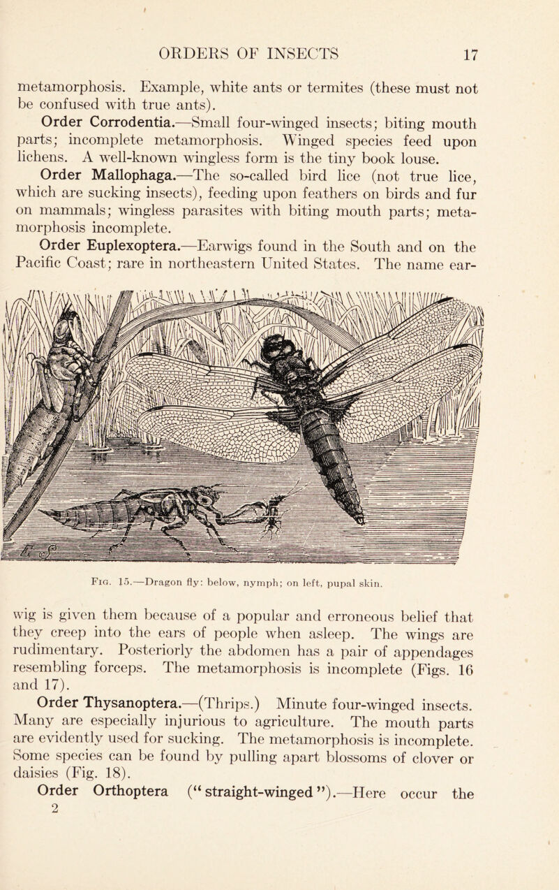 metamorphosis. Example, white ants or termites (these must not be confused with true ants). Order Corrodentia.—Small four-winged insects; biting mouth parts; incomplete metamorphosis. Winged species feed upon lichens. A well-known wingless form is the tiny book louse. Order Mallophaga.—The so-called bird lice (not true lice, which are sucking insects), feeding upon feathers on birds and fur on mammals; wingless parasites with biting mouth parts; meta- morphosis incomplete. Order Euplexoptera.—Earwigs found in the South and on the Pacific Coast; rare in northeastern United States. The name ear- Fig. J5.—Dragon fly: below, nymph; on left, pupal skin. wig is given them because of a popular and erroneous belief that they creep into the ears of people when asleep. The wings are rudimentary. Posteriorly the abdomen has a pair of appendages resembling forceps. The metamorphosis is incomplete (Figs. 16 and 17). Order Thysanoptera.—(Thrips.) Minute four-winged insects. Many are especially injurious to agriculture. The mouth parts are evidently used for sucking. The metamorphosis is incomplete. Some species can be found by pulling apart blossoms of clover or daisies (Fig. 18). Order Orthoptera (“ straight-winged ”).—Here occur the 2