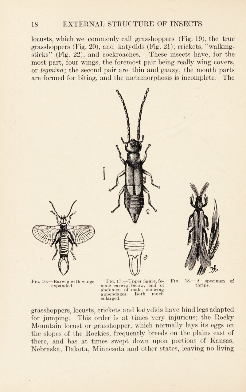 locusts, which we commonly call grasshoppers (Fig. 19), the true grasshoppers (Fig. 20), and katydids (Fig. 21); crickets, “walking- sticks” (Fig. 22), and cockroaches. These insects have, for the most part, four wings, the foremost pair being really wing covers, or tegmina; the second pair are thin and gauzy, the mouth parts are formed for biting, and the metamorphosis is incomplete. The Fig. 16.—Earwig with wings expanded. Fig. 17.—Upper figure, fe- male earwig; below, end of abdomen of male, showing appendages. Both much enlarged. Fig. IS.—A specimen of thrips. grasshoppers, locusts, crickets and katydids have hind legs adapted for jumping. This order is at times very injurious; the Rocky Mountain locust or grasshopper, which normally lays its eggs on the slopes of the Rockies, frequently breeds on the plains east of there, and has at times swept down upon portions of Kansas, Nebraska, Dakota, Minnesota and other states, leaving no living