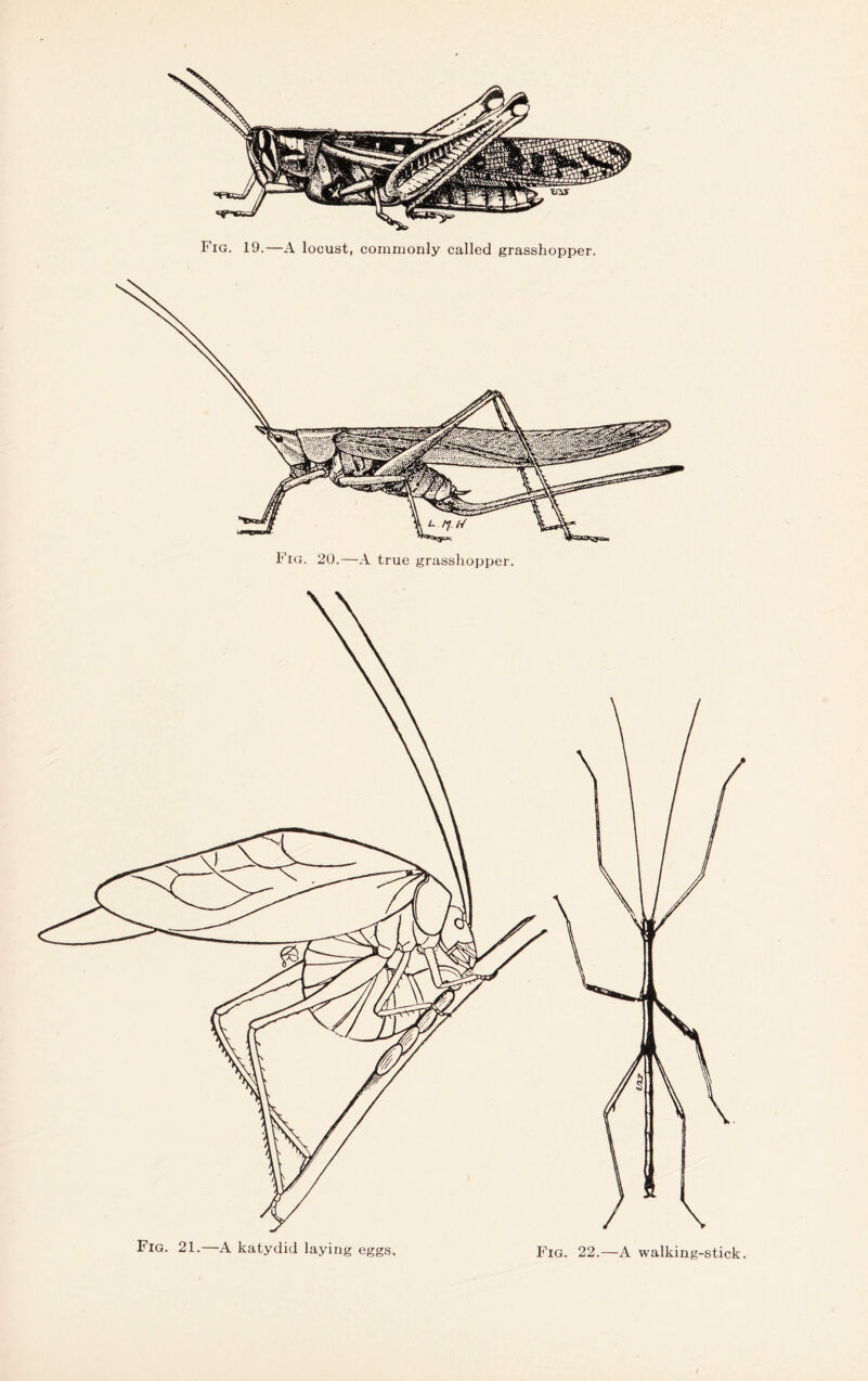 Fig. 20.—A true grasshopper. Fig. 21.—A katydid laying eggs. Fig. 22.—A walking-stick.