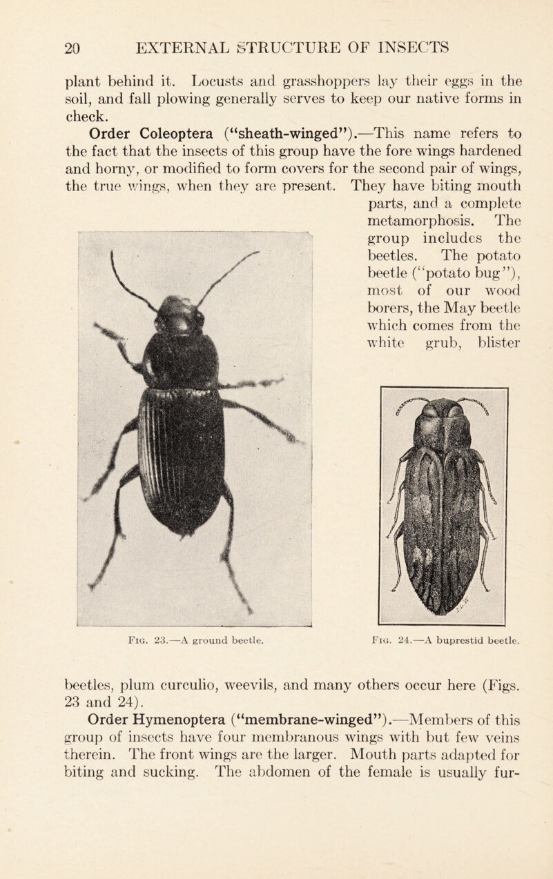 plant behind it. Locusts and grasshoppers lay their eggs in the soil, and fall plowing generally serves to keep our native forms in check. Order Coleoptera (“sheath-winged”).—This name refers to the fact that the insects of this group have the fore wings hardened and horny, or modified to form covers for the second pair of wings, the true wings, when they are present. They have biting mouth parts, and a complete metamorphosis. The group includes the beetles. The potato beetle (“potato bug”), most of our wood borers, the May beetle which comes from the white grub, blister Fig. 23.—A ground beetle. Fig. 24.—A buprestid beetle. beetles, plum curculio, weevils, and many others occur here (Figs. 23 and 24). Order Hymenoptera (“membrane-winged”).—Members of this group of insects have four membranous wings with but few veins therein. The front wings are the larger. Mouth parts adapted for biting and sucking. The abdomen of the female is usually fur-