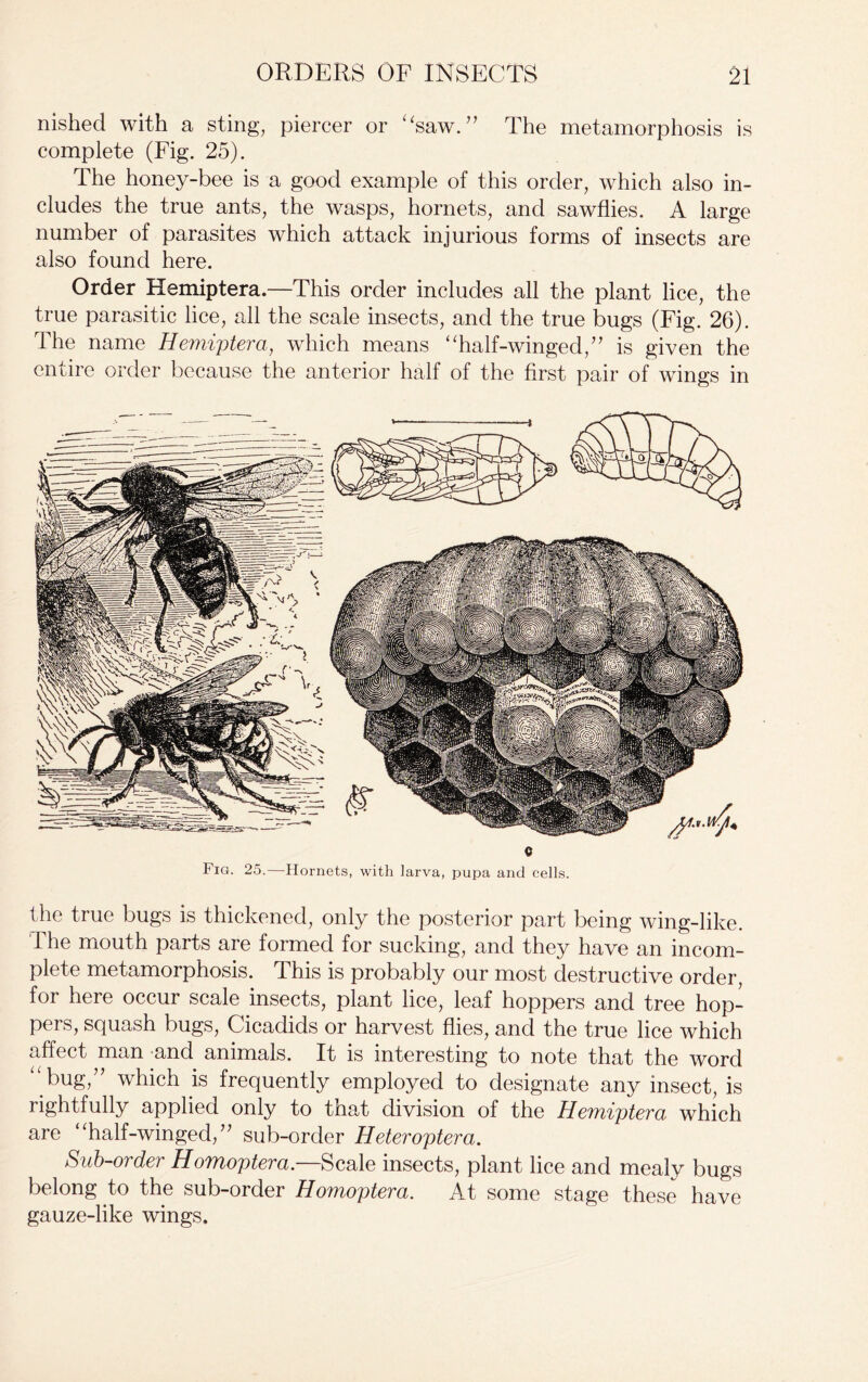 nished with a sting, piercer or ‘‘saw.” The metamorphosis is complete (Fig. 25). The honey-bee is a good example of this order, which also in- cludes the true ants, the wasps, hornets, and sawflies. A large number of parasites which attack injurious forms of insects are also found here. Order Hemiptera—This order includes all the plant lice, the true parasitic lice, all the scale insects, and the true bugs (Fig. 26). The name Hemiptera, which means “half-winged,” is given the entire order because the anterior half of the first pair of wings in Q Fig. 25.—Hornets, with larva, pupa and cells. the true bugs is thickened, only the posterior part being wing-like. The mouth parts are formed for sucking, and they have an incom- plete metamorphosis. This is probably our most destructive order, for here occur scale insects, plant lice, leaf hoppers and tree hop- pers, squash bugs, Cicadids or harvest flies, and the true lice which affect man and animals. It is interesting to note that the word “bug,” which is frequently employed to designate any insect, is rightfully applied only to that division of the Hemiptera which are “half-winged,” sub-order Heteroptera. Sub-order Homoptera.—Scale insects, plant lice and mealy bugs belong to the sub-order Homoptera. At some stage these have gauze-like wings.