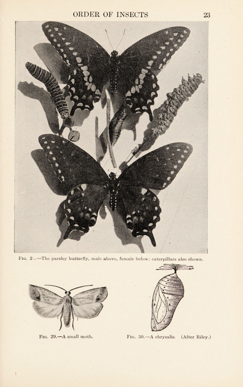 Fig. 29.—A small moth Fig. 30.—A chrysalis. (After Riley.)