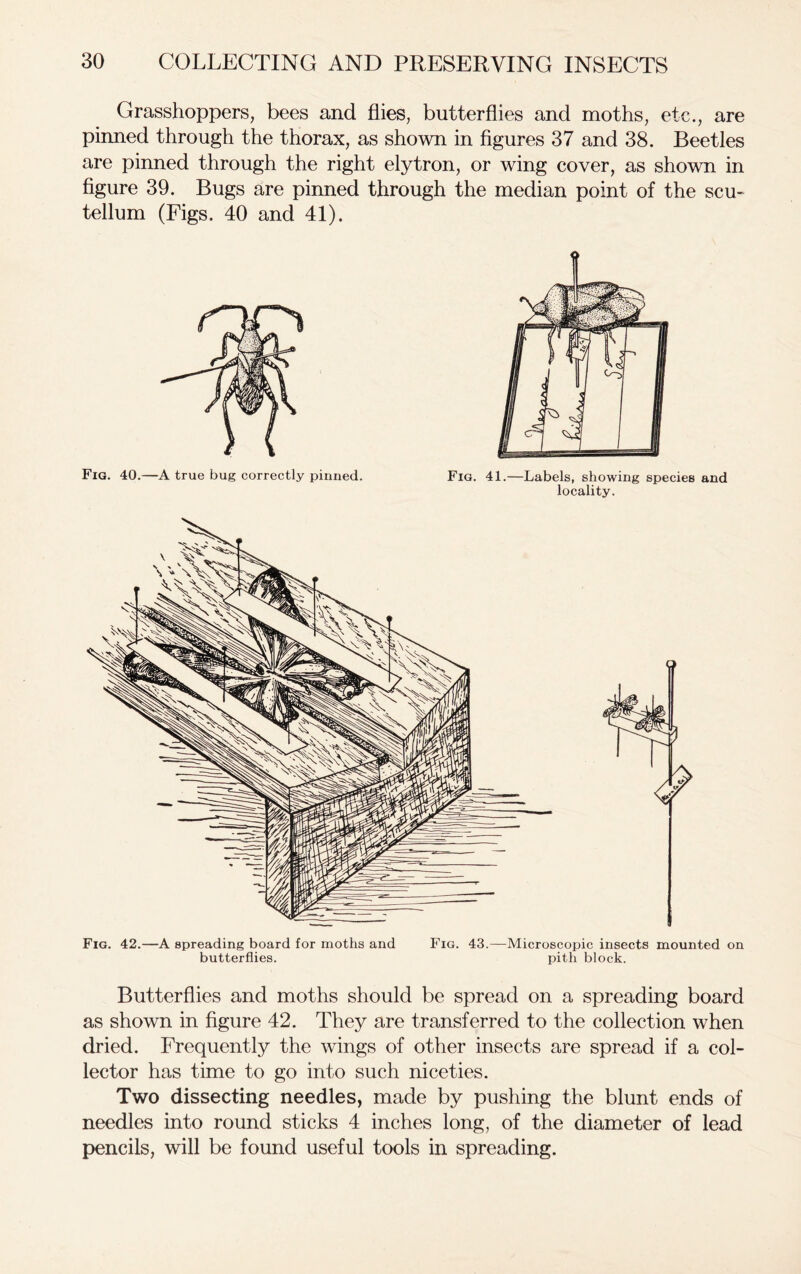 Grasshoppers, bees and flies, butterflies and moths, etc., are pinned through the thorax, as shown in figures 37 and 38. Beetles are pinned through the right elytron, or wing cover, as shown in figure 39. Bugs are pinned through the median point of the scu- tellum (Figs. 40 and 41). Fig. 40.—A true bug correctly pinned. Fig. 41.—Labels, showing species and locality. Fig. 42.—A spreading board for moths and Fig. 43.—Microscopic insects mounted on butterflies. pith block. Butterflies and moths should be spread on a spreading board as shown in figure 42. They are transferred to the collection when dried. Frequently the wings of other insects are spread if a col- lector has time to go into such niceties. Two dissecting needles, made by pushing the blunt ends of needles into round sticks 4 inches long, of the diameter of lead pencils, will be found useful tools in spreading.