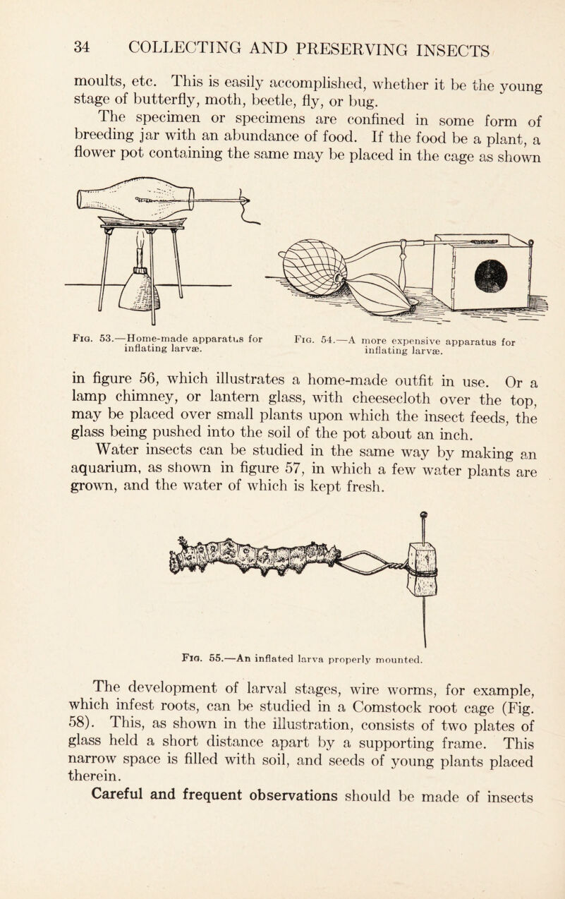 moults, etc. This is easily accomplished, whether it be the young stage of butterfly, moth, beetle, fly, or bug. The specimen or specimens are confined in some form of breeding jar with an abundance of food. If the food be a plant, a flower pot containing the same may be placed in the cage as shown Fig. 53.—Home-made apparatus for Fig. 54.—A more expensive apparatus for inflating larvae. inflating larvae. in figure 56, which illustrates a home-made outfit in use. Or a lamp chimney, or lantern glass, with cheesecloth over the top, may be placed over small plants upon which the insect feeds, the glass being pushed into the soil of the pot about an inch. Water insects can be studied in the same way by making an aquarium, as shown in figure 57, in which a few water plants are grown, and the water of which is kept fresh. Fig. 55.—An inflated larva properly mounted. The development of larval stages, wire worms, for example, which infest roots, can be studied in a Comstock root cage (Fig. 58). This, as shown in the illustration, consists of two plates of glass held a short distance apart by a supporting frame. This narrow space is filled with soil, and seeds of young plants placed therein. Careful and frequent observations should be made of insects