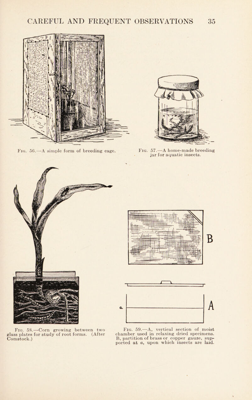 Fig. 56.—A simple form of breeding cage. Fig. 57.—A home-made breeding jar for aquatic insects. Fig. 58.—Corn growing between two glass plates for study of root forms. (After Comstock.) Fig. 59.—A, vertical section of moist chamber used in relaxing dried specimens. B, partition of brass or copper gauze, sup- ported at a, upon which insects are laid.