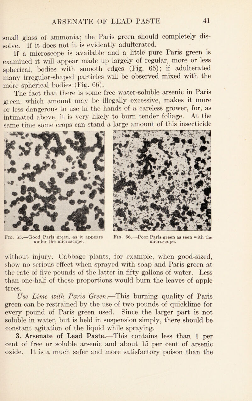 small glass of ammonia; the Paris green should completely dis- solve. If it does not it is evidently adulterated. If a microscope is available and a little pure Paris green is examined it will appear made up largely of regular, more or less spherical, bodies with smooth edges (Fig. 65); if adulterated many irregular-shapecl particles will be observed mixed with the more spherical bodies (Fig. 66). The fact that there is some free water-soluble arsenic in Paris green, which amount may be illegally excessive, makes it more or less dangerous to use in the hands of a careless grower, for, as intimated above, it is very likely to burn tender foliage. At the same time some crops can stand a large amount of this insecticide Fig. 65.—Good Paris green, as it appears under the microscope. Fig. 66.—Poor Paris green as seen with the microscope. without injury. Cabbage plants, for example, when good-sized, show no serious effect when sprayed with soap and Paris green at the rate of five pounds of the latter in fifty gallons of water. Less than one-half of those proportions would burn the leaves of apple trees. Use Lime with Paris Green.—This burning quality of Paris green can be restrained by the use of two pounds of quicklime for every pound of Paris green used. Since the larger part is not soluble in water, but is held in suspension simply, there should be constant agitation of the liquid while spraying. 3. Arsenate of Lead Paste.—This contains less than 1 per cent of free or soluble arsenic and about 15 per cent of arsenic oxide. It is a much safer and more satisfactory poison than the