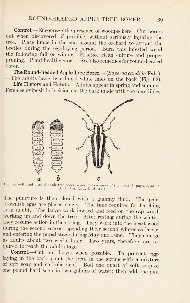 ROUND-HEADED APPLE TREE BORER Control.—Encourage the presence of woodpeckers. Cut borers out when discovered, if possible, without seriously injuring the tree. Place limbs in the sun around the orchard to attract the beetles during the egg-laying period. Burn this infested wood the following fall or winter. Practice clean culture and proper pruning. Plant healthy stock. See also remedies for round-headed borer. The Round-headed Apple Tree Borer.—(Saperda Candida Fab.). ■ The adults have two dorsal white lines on the back (Fig. 92). Life History and Habits.—Adults appear in spring and summer. Females oviposit in incisions in the bark made with the mandibles. Fro. 92. Round-headed apple tree borer; a and b, two views of the larva; b, pupa. c. adult (U. S. Bu. Ent., U. S. Ag.) The puncture is then closed with a gummy fluid. The pale- brownish eggs are placed singly. The time required for hatching is in doubt. The larvae work inward and feed on the sap wood, working up and down the tree. After resting during the winter, they resume action in the spring. They work into the heart wood during the second season, spending their second winter as larvae, and entering the pupal stage during May and June. They emerge as adults about two weeks later. Two years, therefore, are re- quired to reach the adult stage. Control.—Cut out larvae when possible. To prevent egg- laying in the bark, paint the trees in the spring with a mixture of soft soap and carbolic acid. Boil one quart of soft soap or one pound hard soap in two gallons of water'; then add one pint
