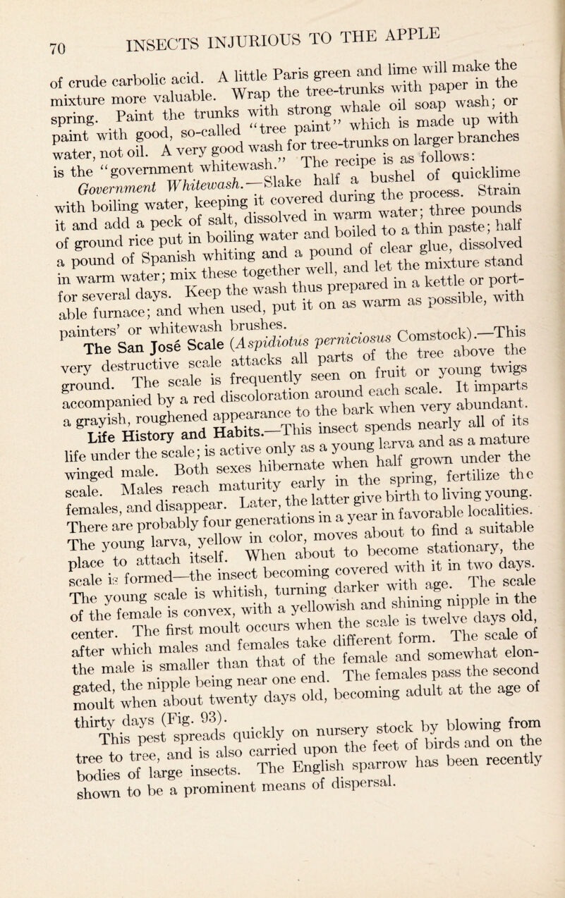 i ir \a \ littlv Paris green and lime will make the of crude carbolic acid A * £ U Ae-trunks with paper in the spring6 'paintTie trunks ^^t’^wMcht madeTp with is the “government whitewash .Jbushel of quicklime Government Whitewash.-Slake ^ a bushe J ^ with boiling water, keeping it covered during x i mds l and add a peck of salt, dissolved m half of ground rice put in boiling water and boiled dissolved LPwTm ttsXthe^Zt and let the gg™ ££ -r s» w 44 accompanied by a red disco ora k h very abundant, a grayish, roughened all of its Life History and Habits -This and as a mature life under the scale is acb n ^ half gr0Wn under the winged male. Both sexe soring fertilize the scale. Males reach maMin y t®4atter give birth to living young. females, and disappear. *■ ’ . favorable localities. There are probably four generations ma year mlavo^ & The yoms 1«™, ye»o. m oolor m ^,me ,totiomry, the S XJS-E'LlSe™ coveted with h » ■»» <*£ S&MK3 <££. r»™wh,“t:‘. «“ 1 The females p» the ~d Cfl when «b.»t twU day. old, beeom.n, .dolt at the «e of ‘“ThifSi^eS <l»«y » ffiTct S“ .!r!»r~h’ “bo e“b“ p”T b“ re““y shown to be a prominent means of dispersal.