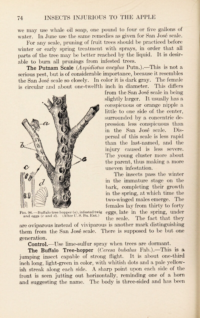 we may use whale oil soap, one pound to four or five gallons of water. In June use the same remedies as given for San Jose scale. For any scale, pruning of fruit trees should be practiced before winter or early spring treatment with sprays, in order that all parts of the tree may be better reached by the liquid. It is desir- able to burn all prunings from infested trees. The Putnam Scale (.Aspidiotus ancylus Putn.).—This is not a serious pest, but is of considerable importance, because it resembles the San Jose scale so closely. In color it is dark gray. The female is circular and about one-twelfth inch in diameter. This differs from the San Jose scale in being slightly larger. It usually has a conspicuous or orange nipple a little to one side of the center, surrounded by a concentric de- pression less conspicuous than in the San Jose scale. Dis- persal of this scale is less rapid than the last-named, and the injury caused is less severe. The young cluster more about the parent, thus making a more uneven infestation. The insects pass the winter in the immature stage on the bark, completing their growth in the spring, at which time the two-winged males emerge. The females lay from thirty to forty eggs, late in the spring, under the scale. The fact that they are oviparous instead of viviparous is another mark distinguishing them from the San Jose scale. There is supposed to be but one generation. Control.—Use lime-sulfur spray when trees are dormant. The Buffalo Tree-hopper (Ceresa bubalus Fab.).—This is a jumping insect capable of strong flight. It is about one-third inch long, light-green in color, with whitish dots and a pale yellow- ish streak along each side. A sharp point upon each side of the front is seen jutting out horizontally, reminding one of a horn and suggesting the name. The body is three-sided and has been