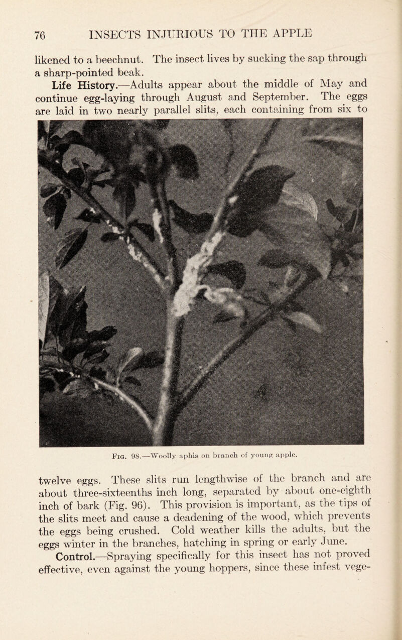 likened to a beechnut. The insect lives by sucking the sap through a sharp-pointed beak. Life History.—Adults appear about the middle of May and continue egg-laying through August and September. The eggs are laid in two nearly parallel slits, each containing from six to Fig. 98.—Woolly aphis on branch of young apple. twelve eggs. These slits run lengthwise of the branch and are about three-sixteenths inch long, separated by about one-eighth inch of bark (Fig. 96). This provision is important, as the tips of the slits meet and cause a deadening of the wood, which prevents the eggs being crushed. Cold weather kills the adults, but the eggs winter in the branches, hatching in spring or early June. Control.—Spraying specifically for this insect has not proved effective, even against the young hoppers, since these infest vege-