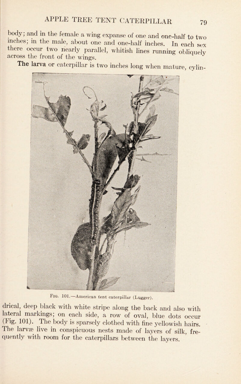 APPLE TREE TENT CATERPILLAR • 1 • , wing expanse of one and one-half to two inches, m the male, about one and one-half inches. In each sex there occur two nearly parallel, whitish lines running obliquely across the front of the wings. The larva or caterpillar is two inches long when mature, cylin- drical, deep black with white stripe along the back and also with lateral markings; on each side, a row of oval, blue dots occur (Fig. 101). The body is sparsely clothed with fine yellowish hairs. The larvae live in conspicuous nests made of layers of silk, fre- quently with room for the caterpillars between the layers. ■ • Fig. 101.—American tent caterpillar (Lugger).