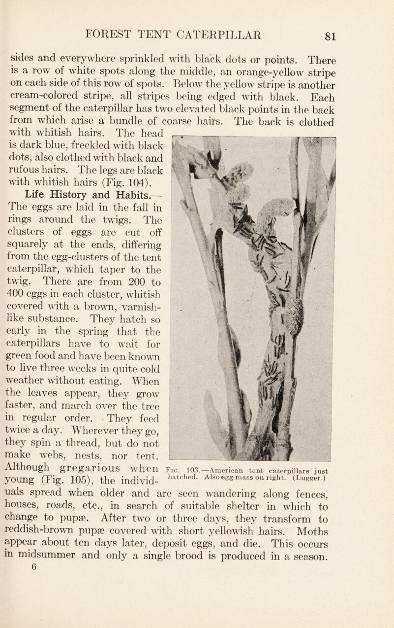 sides and everywhere sprinkled with black dots or points. There is a row of white spots along the middle, an orange-yellow stripe on each side of this row of spots. Below the yellow stripe is another cream-colored stripe, all stripes being edged with black. Each segment of the caterpillar has two elevated black points in the back from which arise a bundle of coarse hairs. The back is clothed with whitish hairs. The head is dark blue, freckled with black dots, also clothed with black and rufous hairs. The legs are black with whitish hairs (Fig. 104). Life History and Habits.— The eggs are laid in the fall in rings around the twigs. The clusters of eggs are cut off squarely at the ends, differing from the egg-clusters of the tent caterpillar, which taper to the twig. There are from 200 to 400 eggs in each cluster, whitish covered with a brown, varnish- like substance. They hatch so early in the spring that the caterpillars have to wait for green food and have been known to live three weeks in quite cold weather without eating. When the leaves appear, they grow faster, and march over the tree in regular order. They feed twice a day. Wherever they go, they spin a thread, but do not make webs, nests, nor tent. Although. gregarioUS when Fio. 103.—American tent caterpillars just young (Fig. 105), the individ- hatched- Alsoegg mass on right. (Lugger.) uals spread when older and are seen wandering along fences, houses, roads, etc., in search of suitable shelter in which to change to pupae. After two or three days, they transform to reddish-brown pupae covered with short yellowish hairs. Moths appear about ten days later, deposit eggs, and die. This occurs in midsummer and only a single brood is produced in a season. 6