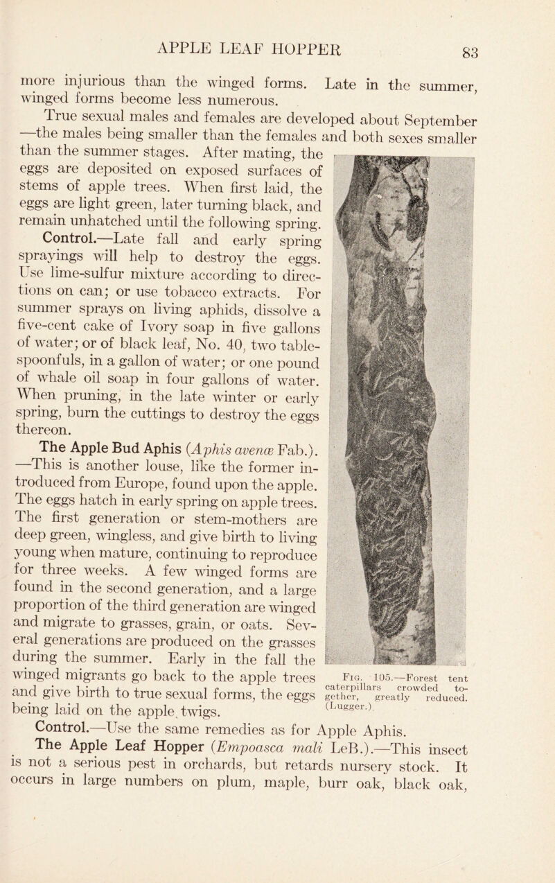 APPLE LEAF HOPPER more injurious than the winged forms. Late in the summer, winged forms become less numerous. True sexual males and females are developed about September the males being smaller than the females and both sexes smaller than the summer stages. After mating, the eggs are deposited on exposed surfaces of stems of apple trees. When first laid, the eggs are light green, later turning black, and remain unhatched until the following spring. Control.—Late fall and early spring sprayings will help to destroy the eggs. Use lime-sulfur mixture according to direc- tions on can; or use tobacco extracts. For summer sprays on living aphids, dissolve a five-cent cake of Ivory soap in five gallons of water; or of black leaf, No. 40, two table- spoonfuls, in a gallon of water; or one pound of whale oil soap in four gallons of water. When pruning, in the late winter or early spring, burn the cuttings to destroy the eggs thereon. The Apple Bud Aphis {Aphis avence Fab.). This is another louse, like the former in- troduced from Europe, found upon the apple. The eggs hatch in early spring on apple trees. The first generation or stem-mothers are deep green, wingless, and give birth to living young when mature, continuing to reproduce for three weeks. A few winged forms are found in the second generation, and a large proportion of the third generation are winged and migrate to grasses, grain, or oats. Sev- eral generations are produced on the grasses during the summer. Early in the fall the winged migrants go back to the apple trees and give birth to true sexual forms, the eggs being laid on the apple, twigs. Fig. 105.—Forest caterpillar gether, greatly (Lugger.) crowded tent to- reduced. Control.—Use the same remedies as for Apple Aphis. The Apple Leaf Hopper (.Empoasca mali LeB.).—This insect is not a serious pest in orchards, but retards nursery stock. It occurs in large numbers on plum, maple, burr oak, black oak,