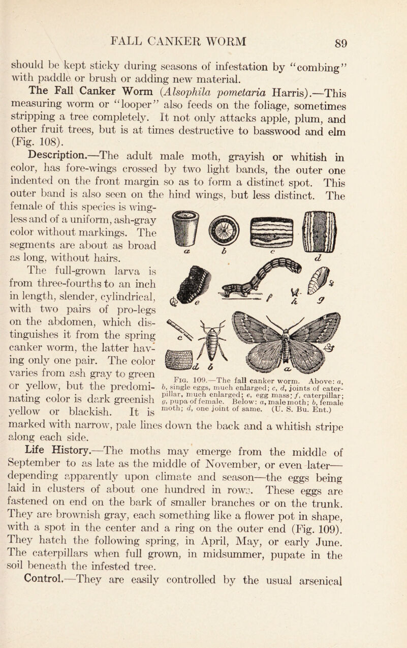 FALL CANKER WORM should be kept sticky during seasons of infestation by “combing” with paddle or brush or adding new material. The Fall Canker Worm (Alsophila pometaria Harris).—This measuring worm or “looper” also feeds on the foliage, sometimes stripping a tree completely. It not only attacks apple, plum, and other fruit trees, but is at times destructive to basswood and elm (Fig. 108). Description.—The adult male moth, grayish or whitish in color, has fore-wings crossed by two light bands, the outer one indented on the front margin so as to form a distinct spot. This outer band is also seen on the hind wings, but less distinct. The female of this species is wing- less and of a uniform, ash-gray color without markings. The segments are about as broad as long, without hairs. The full-grown larva is from three-fourths to an inch in length, slender, cylindrical, with two pairs of pro-legs on the abdomen, which dis- tinguishes it from the spring canker worm, the latter hav- ing only one pair. The color marked with narrow, pale lines down the back and a whitish stripe along each side. Life History.—The moths may emerge from the middle of September to as late as the middle of November, or even later— depending apparently upon climate and season—the eggs being laid in clusters of about one hundred in rows. These eggs are fastened on end on the bark of smaller branches or on the trunk. They are brownish gray, each something like a flower pot in shape, with a spot in the center and a ring on the outer end (Fig. 109). They hatch the following spring, in April, May, or early June. The caterpillars when full grown, in midsummer, pupate in the soil beneath the infested tree. Control—They are easily controlled by the usual arsenical
