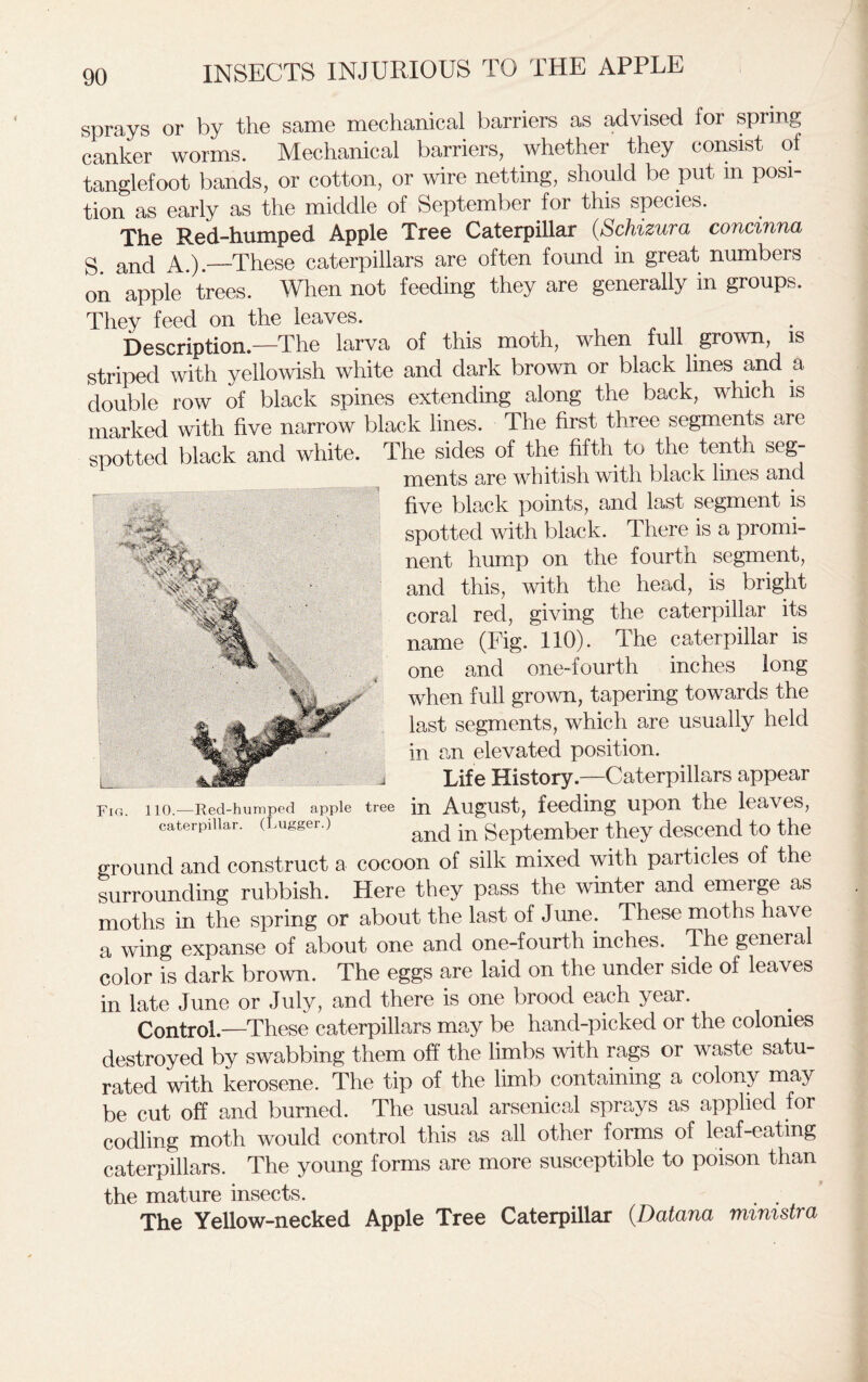 sprays or by the same mechanical barriers as advised for spring canker worms. Mechanical barriers, whether they consist of tanglefoot bands, or cotton, or wire netting, should be put m posi- tion as early as the middle of September for this species. The Red-humped Apple Tree Caterpillar (Schizura concinna S and A.).—These caterpillars are often found in great numbers on apple * trees. When not feeding they are generally in groups. They feed on the leaves. Description.—The larva of this moth, when full grown, is striped with yellowish white and dark brown or black lines and a double row of black spines extending along the back, which is marked with five narrow black lines. The first three segments are spotted black and white. The sides of the fifth to the tenth seg- ments are whitish with black lines and five black points, and last segment is spotted with black. There is a promi- nent hump on the fourth segment, and this, with the head, is bright coral reel, giving the caterpillar its name (Fig. 110). The caterpillar is one and one-fourth inches long when full grown, tapering towards the last segments, which are usually held in an elevated position. Life History—Caterpillars appear Fig. no.—Red-humped apple tree in August, feeding upon the leaves, caterpillar. (Lugger.) and in Septemper they descend to the ground and construct a cocoon of silk mixed with particles of the surrounding rubbish. Here they pass the winter and emeige as moths in the spring or about the last of June. These moths have a wing expanse of about one and one-fourth inches. The general color is dark brown. The eggs are laid on the under side of leaves in late June or July, and there is one brood each year. Control.—These caterpillars may be hand-picked or the colonies destroyed by swabbing them off the limbs with rags or waste satu- rated with kerosene. The tip of the limb containing a colony may be cut off and burned. The usual arsenical sprays as applied for codling moth would control this as all other forms of leaf-eating caterpillars. The young forms are more susceptible to poison than the mature insects. The Yellow-necked Apple Tree Caterpillar (Datana ministra