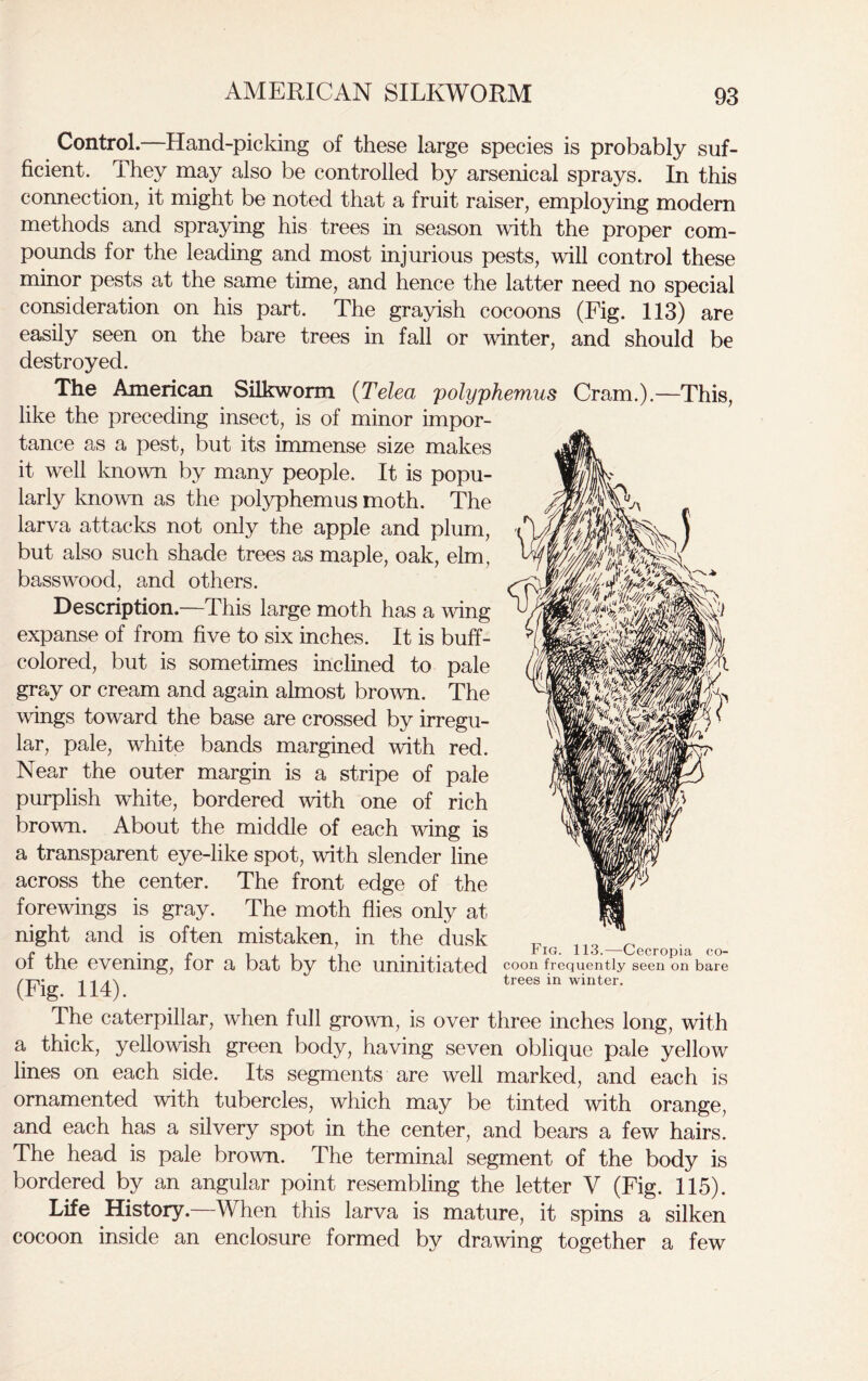 Control.—Hand-picking of these large species is probably suf- ficient. They may also be controlled by arsenical sprays. In this connection, it might be noted that a fruit raiser, employing modern methods and spraying his trees in season with the proper com- pounds for the leading and most injurious pests, will control these minor pests at the same time, and hence the latter need no special consideration on his part. The grayish cocoons (Fig. 113) are easily seen on the bare trees in fall or winter, and should be destroyed. The American Silkworm (Telea polyphemus Cram.).—This, like the preceding insect, is of minor impor- tance as a pest, but its immense size makes it well known by many people. It is popu- larly known as the polyphemus moth. The larva attacks not only the apple and plum, but also such shade trees as maple, oak, elm, basswood, and others. Description.—This large moth has a wing expanse of from five to six inches. It is buff- colored, but is sometimes inclined to pale gray or cream and again almost brown. The wings toward the base are crossed by irregu- lar, pale, white bands margined with red. Near the outer margin is a stripe of pale purplish white, bordered with one of rich brown. About the middle of each wing is a transparent eye-like spot, with slender line across the center. The front edge of the forewings is gray. The moth flies only at night and is often mistaken, in the dusk of the evening, for a bat by the uninitiated (Fig. 114). The caterpillar, when full grown, is over three inches long, with a thick, yellowish green body, having seven oblique pale yellow lines on each side. Its segments are well marked, and each is ornamented with tubercles, which may be tinted with orange, and each has a silvery spot in the center, and bears a few hairs. The head is pale brown. The terminal segment of the body is bordered by an angular point resembling the letter V (Fig. 115). Life History.—When this larva is mature, it spins a silken cocoon inside an enclosure formed by drawing together a few Fig. 113.—Cecropia co- coon frequently seen on bare trees in winter.