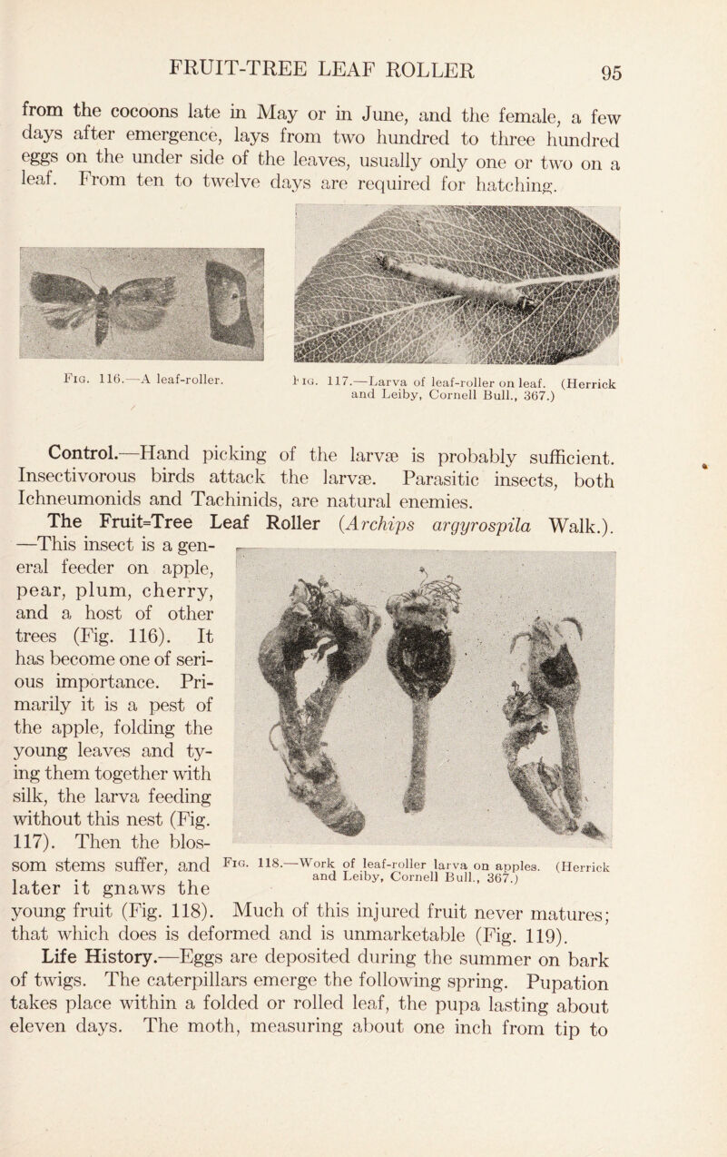 FRUIT-TREE LEAF ROLLER from the cocoons late in May or in June, and the female, a few days after emergence, lays from two hundred to three hundred eggs on the under side of the leaves, usually only one or two on a leaf. From ten to twelve days are required for hatching. 1 ig. 116. A leaf-roller. riG. 117.—Larva of leaf-roller on leaf. (Herrick and Leiby, Cornell Bull., 367.) / Control—Hand picking of the larvae is probably sufficient. Insectivorous birds attack the larvae. Parasitic insects, both Ichneumonids and Tachinids, are natural enemies. The Fruit=Tree Leaf Roller (Ar chips argyrospila Walk.). —This insect is a gen- * eral feeder on apple, pear, plum, cherry, and a host of other trees (Fig. 116). It has become one of seri- ous importance. Pri- marily it is a pest of the apple, folding the young leaves and ty- ing them together with silk, the larva feeding without this nest (Fig. 117). Then the blos- som stems suffer, and Fig- H8.—Work.of leaf-roller larva on apples. (Herrick , . . , . , and Leiby, Cornell Bull., 367.) later it gnaws the young fruit (Fig. 118). Much of this injured fruit never matures; that which does is deformed and is unmarketable (Fig. 119). Life History.—Eggs are deposited during the summer on bark of twigs. The caterpillars emerge the following spring. Pupation takes place within a folded or rolled leaf, the pupa lasting about eleven days. The moth, measuring about one inch from tip to