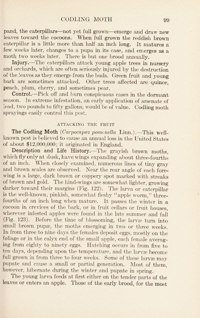 pand, the caterpillars—not yet full grown—emerge and draw new leaves toward the cocoons. When full grown the reddish brown caterpillar is a little more than half an inch long. It matures a few weeks later, changes to a pupa in its case, and emerges as a moth two weeks later. There is but one brood annually. Injury.—The caterpillars attack young apple trees in nursery and orchards, which are often seriously injured by the destruction of the leaves as they emerge from the buds. Green fruit and young bark are sometimes attacked. Other trees affected are quince, peach, plum, cherry, and sometimes pear. Control.—Pick off and burn conspicuous cases in the dormant season. In extreme infestation, an early application of arsenate of lead, two pounds to fifty gallons, would be of value. Codling moth sprayings easily control this pest. ATTACKING THE FRUIT The Codling Moth (Carpocapsa pomcnella Linn.).—This well- known pest is believed to cause an annual loss in the United States of about $12,000,000; it originated in England. Description and Life History.—The grayish brown moths, which fly only at dusk, have wings expanding about three-fourths of an inch. When closely examined, numerous lines of tiny gray and brown scales are observed. Near the rear angle of each fore- wing is a large, dark brown or coppery spot marked with streaks of brown and gold. The hind-wings are somewhat lighter, growing darker toward their margins (Fig. 122). The larva or caterpillar is the well-known, pinkish, somewhat fleshy “apple worm/' three- fourths of an inch long when mature. It passes the winter in a cocoon in crevices of the bark, or in fruit cellars or fruit houses, wherever infested apples were found in the late summer and fall (Fig. 123). Before the time of blossoming, the larvae turn into small brown pupae, the moths emerging in two or three weeks. In from three to nine days the females deposit eggs, mostly on the foliage or in the calyx end of the small apple, each female averag- ing from eighty to ninety eggs. Hatching occurs in from five to ten days, depending upon the temperature, and the larvae become full grown in from three to four weeks. Some of these larvae may pupate and cause a small or partial generation. Most of them, however, hibernate during the winter and pupate in spring. The young larva feeds at first either on the tender parts of the leaves or enters an apple. Those of the early brood, for the most