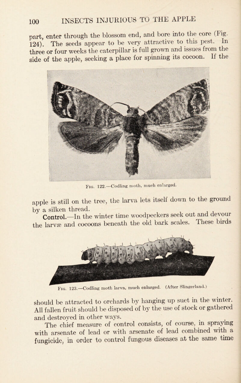 part, enter through the blossom end, and bore into the core (Fig. 124). The seeds appear to be very attractive to this pest. In three or four weeks the caterpillar is full grown and issues from the side of the apple, seeking a place for spinning its cocoon. If the Fig. 122.—Codling moth, much enlarged. apple is still on the tree, the larva lets itself down to the ground by a silken thread. Control.—In the winter time woodpeckers seek out and devour the larvae and cocoons beneath the old bark scales. These birds should be attracted to orchards by hanging up suet in the winter. All fallen fruit should be disposed of by the use of stock or gathered and destroyed in other ways. The chief measure of control consists, of course, in spraying with arsenate of lead or with arsenate of lead combined with a fungicide, in order to control fungous diseases at the same time