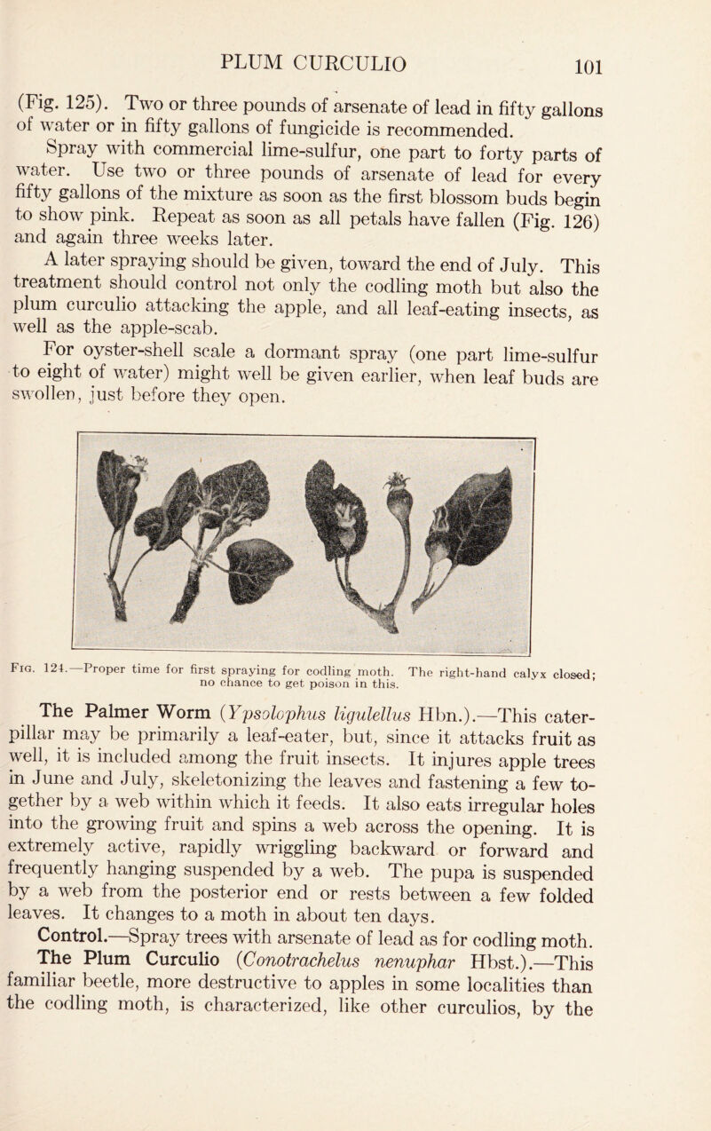 (Fig. 125). Two or three pounds of arsenate of lead in fifty gallons of water or in fifty gallons of fungicide is recommended. bpray with commercial lime-sulfur, one part to forty parts of water. Use two or three pounds of arsenate of lead for every filly gallons of the mixture as soon as the first blossom buds begin to show pink. Repeat as soon as all petals have fallen (Fig. 126) and again three weeks later. A later spraying should be given, toward the end of July. This treatment should control not only the codling moth but also the plum curculio attacking the apple, and all leaf-eating insects, as well as the apple-scab. For oyster-shell scale a dormant spray (one part lime-sulfur to eight of water) might well be given earlier, when leaf buds are swollen, just before they open. Fig. 124. Proper time for first spraying for codling moth. The right-hand calyx closed’ no chance to get poison in this. The Palmer Worm (Ypsolophus ligulellus Hbn.).—This cater- pillar may be primarily a leaf-eater, but, since it attacks fruit as well, it is included among the fruit insects. It injures apple trees in June and July, skeletonizing the leaves and fastening a few to- gether by a web within which it feeds. It also eats irregular holes into the growing fruit and spins a web across the opening. It is extremely active, rapidly wriggling backward or forward and frequently hanging suspended by a web. The pupa is suspended by a web from the posterior end or rests between a few folded leaves. It changes to a moth in about ten days. Control.—Spray trees with arsenate of lead as for codling moth. The Plum Curculio (Conotrachelus nenuphar Hbst.).—This familiar beetle, more destructive to apples in some localities than the codling moth, is characterized, like other curculios, by the