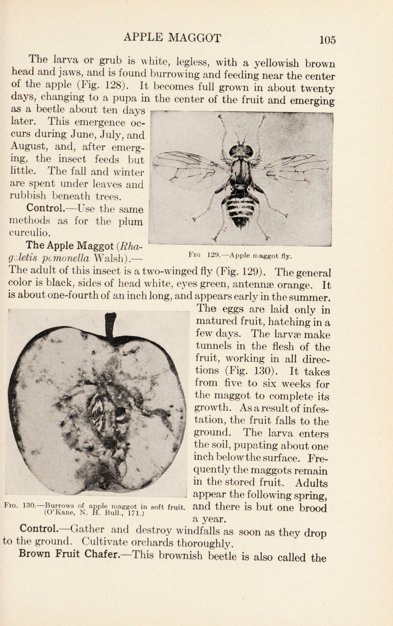 APPLE MAGGOT The larva or grub is white, legless, with a yellowish brown head and jaws, and is found burrowing and feeding near the center of the apple (Fig. 128). It becomes full grown in about twenty days, changing to a pupa in the center of the fruit and emerging as a beetle about ten days • later. This emergence oc- curs during June, July, and August, and, after emerg- ing, the insect feeds but little. The fall and winter are spent under leaves and rubbish beneath trees. Control.—Use the same methods as for the plum curculio. The Apple Maggot (Rha- gcletis pcmonella Walsh).— FlG 129-~APPle n.aggot fly. The adult of this insect is a two-wTinged fly (Fig. 129). The general color is black, sides of head white, eyes green, antennae orange. It is about one-fourth of an inch long, and appears early in the summer. The eggs are laid only in matured fruit, hatching in a few days. The larvae make tunnels in the flesh of the fruit, working in all direc- tions (Fig. 130). It takes from five to six weeks for the maggot to complete its growth. As a result of infes- tation, the fruit falls to the ground. The larva enters the soil, pupating about one inch below the surface. Fre- quently the maggots remain in the stored fruit. Adults J appear the following spring, Fig. 13°.—Bugows of appi^ maggoty in soft fruit, and there is but one brood a year. Control.—Gather and destroy windfalls as soon as they drop to the ground. Cultivate orchards thoroughly. Brown Fruit Chafer.—This brownish beetle is also called the