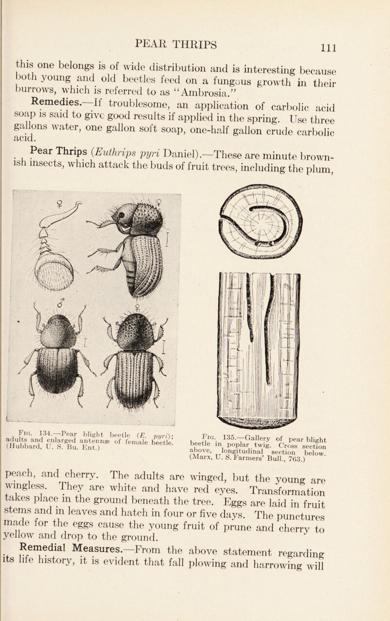 PEAR THRIPS this one belongs is of wide distribution and is interesting because both young and old beetles feed on a fungous growth in their burrows, which is referred to as “Ambrosia.” Remedies. If troublesome, an application of carbolic acid soap is said to give good results if applied in the spring. Use three gallons water, one gallon soft soap, one-half gallon crude carbolic cICICL . , ^ear Thrips (.Euthrips pyri Daniel).—These are minute brown- ish insects, which attack the buds of fruit trees, including the plum, Fk. 134.—Pear blight beetle (E. pyri) adults and enlarged antennae of female beetle (Hubbard, U. S. Bu. Ent.) yo. ioo.—udiiery ot pear blight beetle in poplar twig. Cross section fbove’ longitudinal section below. (Marx, U. S. Farmers Bull., 763.) peach, and cherry. The adults are winged, but the young are wingless. They are white and have red eyes. Transformation takes place m the ground beneath the tree. Eggs are laid in fruit stems and in leaves and hatch in four or five days. The punctures made for the eggs cause the young fruit of prune and cherry to yellow and drop to the ground. ., ,R.en)®dia! Measures.—From the above statement regarding its life history, it is evident that fall plowing and harrowing will