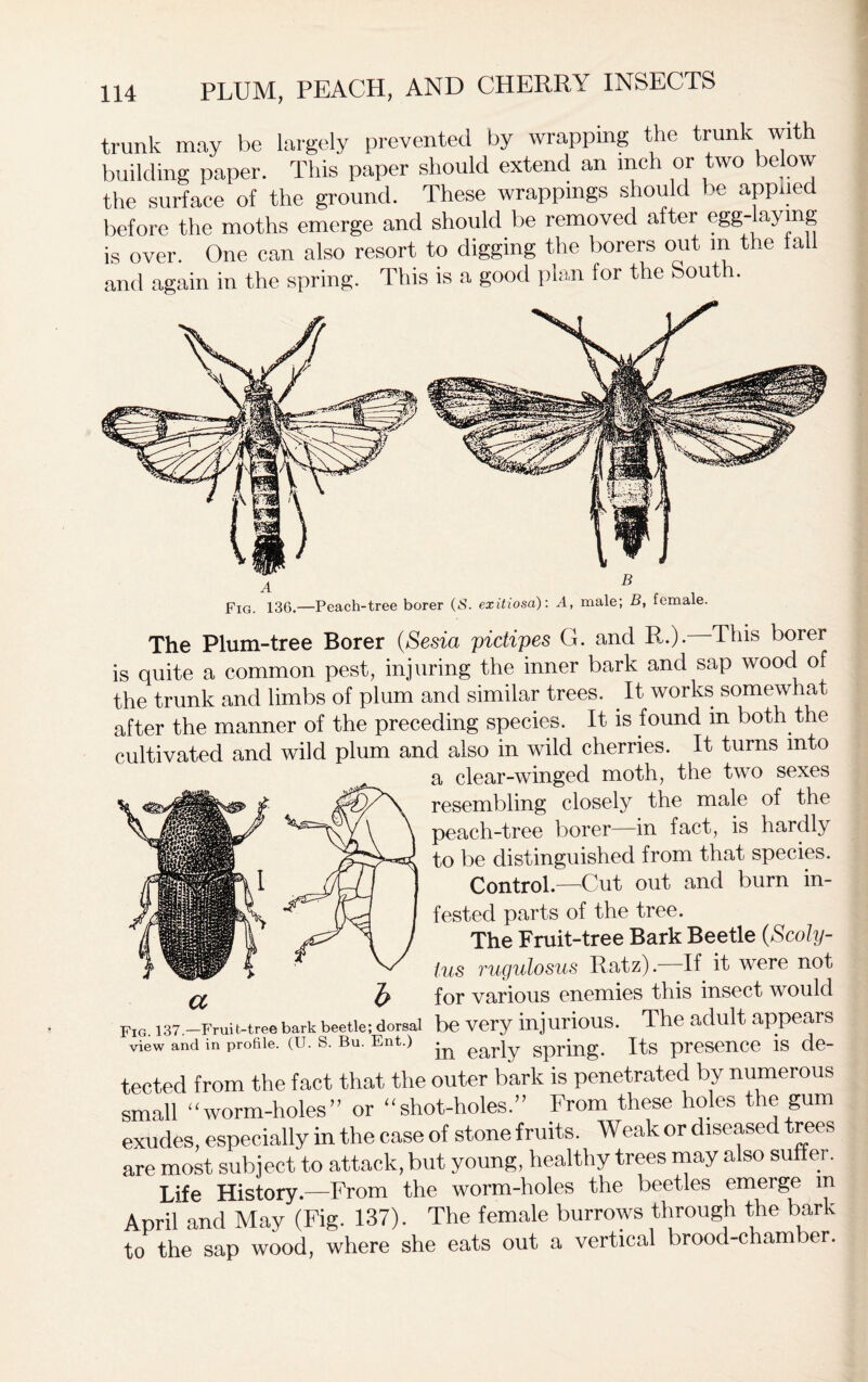 trunk may be largely prevented by wrapping the trunk with building paper. This paper should extend an inch or two below the surface of the ground. These wrappings should be appiie before the moths emerge and should be removed after egg-laying is over. One can also resort to digging the borers out m the tall and again in the spring. This is a good plan for the c out a. Fig. 136.—Peach-tree borer (S. exitiosa): A, male; B, female. The Plum-tree Borer (Sesia pidipes G. and B,.). This borer is quite a common pest, injuring the inner bark and sap wood of the trunk and limbs of plum and similar trees. . It works somewhat after the manner of the preceding species. It is found in both the cultivated and wild plum and also in wild cherries. It turns into a clear-winged moth, the two sexes resembling closely the male of the \ peach-tree borer—in fact, is hardly to be distinguished from that species. I ] Control—Cut out and burn in- I tested parts of the tree. } The Fruit-tree Bark Beetle (Scohj- n/ lus rugulosus Ratz).—If it were not ^ for various enemies this insect would Fig 137.—Fruit-tree bark beetle; dorsal be very injurious. The adult appears view and in profile, (u. s. Bu. Ent.) ear]y Spring. Its presence is de- tected from the fact that the outer bark is penetrated by numerous small “worm-holes” or “shot-holes.” From these holes the gum exudes, especially in the case of stone fruits. Weak or diseased trees are most subject to attack, but young, healthy trees may also suffer. Life History.—From the worm-holes the beetles emerge m April and May (Fig. 137). The female burrows through the bark to the sap wood, where she eats out a vertical brood-chamber.