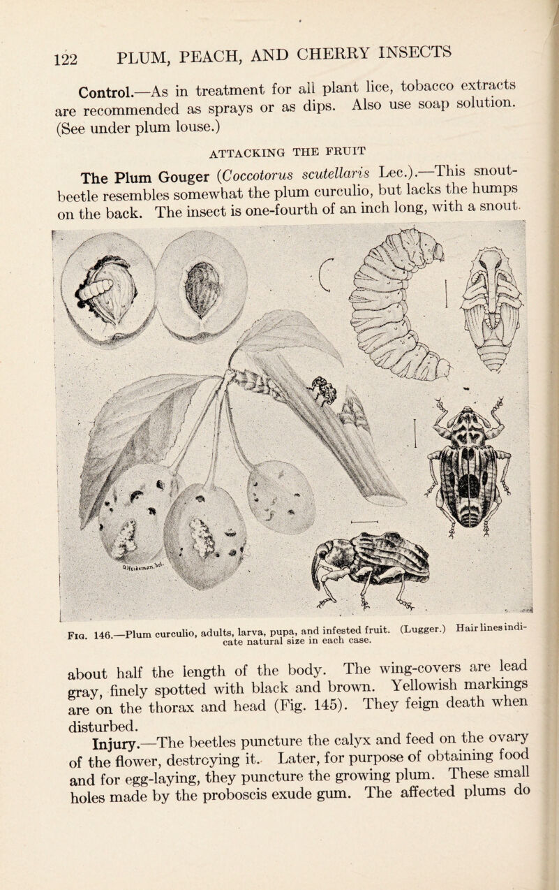 Control.—As in treatment for ail plant lice, tobacco extracts are recommended as sprays or as dips. Also use soap solution. (See under plum louse.) ATTACKING THE FRUIT The Plum Gouger (Coccotorus scutellaris Lee.). This snout- beetle resembles somewhat the plum curculio, but lacks the humps on the back. The insect is one-fourth of an inch long, with a snout. about half the length of the body. The wing-covers are lead gray finely spotted with black and brown. Yellowish markings are on the thorax and head (Fig. 145). They feign death when disturbed. Injury.—The beetles puncture the calyx and feed on the ovary of the flower, destroying it. Later, for purpose of obtaining food and for egg-laying, they puncture the growing plum. These small holes made by the proboscis exude gum. The affected plums do