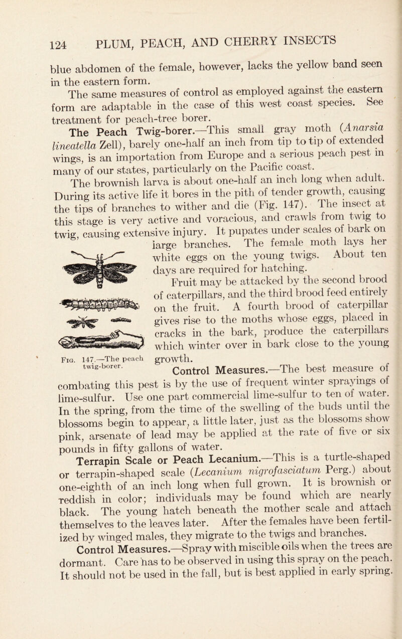 blue abdomen of the female, however, lacks the yellow band seen in the eastern form. The same measures of control as employed against the eastern form are adaptable in the case of this west coast species. See treatment for peach-tree borer. The Peach Twig-borer.—This small gray moth (Anarsia lineatella Zell), barely one-half an inch from tip to tip of extended wings, is an importation from Europe and a serious peach pest m many of our states, particularly on the Pacific coast. The brownish larva is about one-half an inch long when adult. During its active life it bores in the pith of tender growth, causing the tips of branches to wither and die (Fig. 147). The insect at this stage is very active and voracious, and crawls from twig to twig, causing extensive injury. It pupates under scales of bark on large branches. The female moth lays her white eggs on the young twigs. About ten days are required for hatching. Fruit may be attacked by the second brood of caterpillars, and the third brood feed entirely on the fruit. A fourth brood of caterpillar gives rise to the moths wnose eggs, placed in cracks in the bark, produce the caterpillars which winter over in bark close to the young growth. Control Measures—The best measure of combating this pest is by the use of frequent winter sprayings of lime-sulfur. Use one part commercial lime-sulfur to ten of water. In the spring, from the time of the swelling of the buds until the blossoms begin to appear? a little later, just as the blossoms show pink, arsenate of lead may be applied at the rate of five or six pounds in fifty gallons of water. Terrapin Scale or Peach Lecanium.—This is a turtle-shaped or terrapin-shaped scale (Lecanium nigrofasciatum Perg.) about one-eighth of an inch long when full grown. It is brownish or reddish in color; individuals may be found which are nearly black. The young hatch beneath the mother scale and attach themselves to the leaves later. After the females have been fertil- ized by winged males, they migrate to the twigs and branches. Control Measures.—Spray with miscible oils when the trees are dormant. Care has to be observed in using this spray on the peach. It should not be used in the fall, but is best applied in early spring. Fig. 147.—The peach twig-borer.