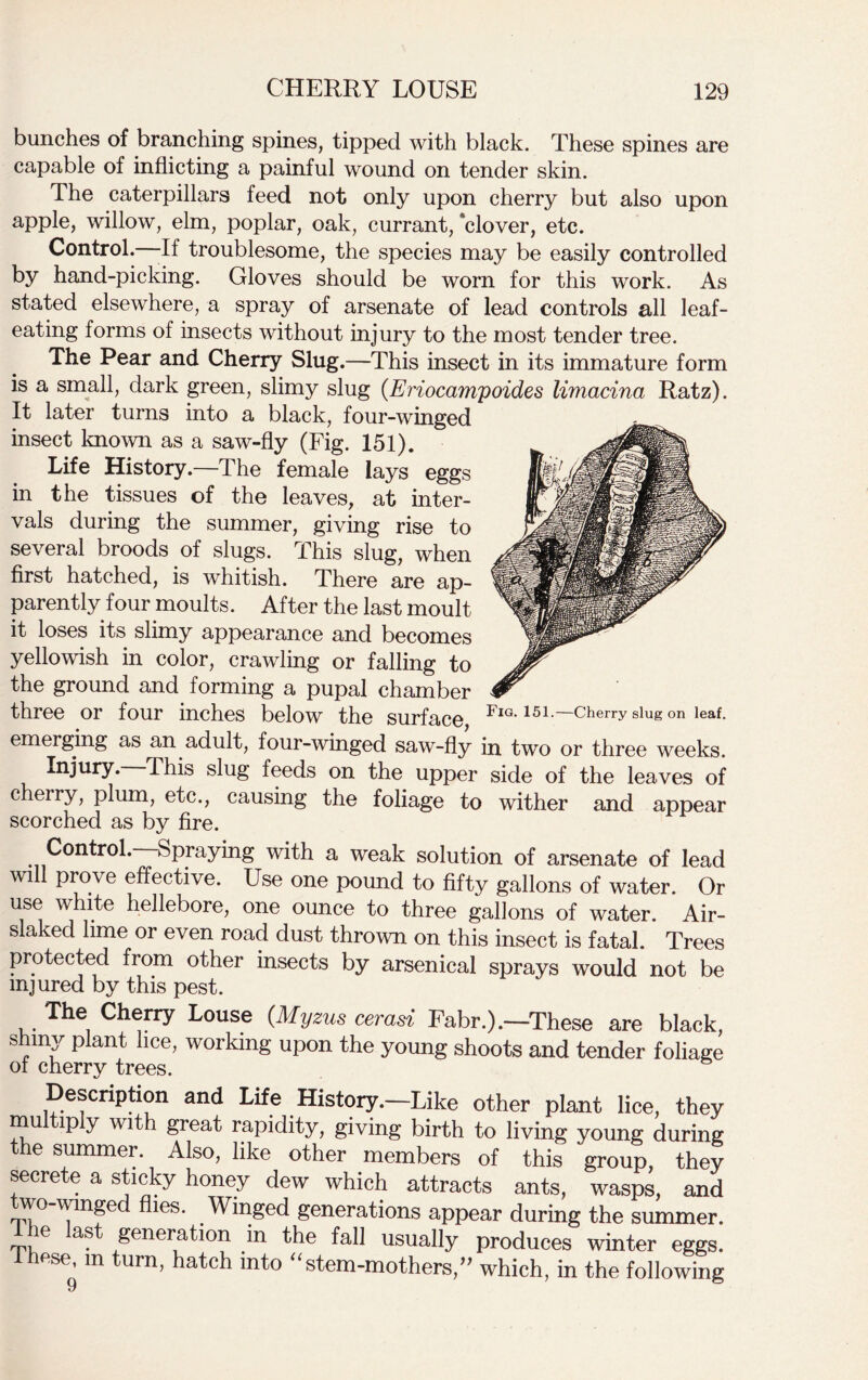 bunches of branching spines, tipped with black. These spines are capable of inflicting a painful wound on tender skin. The caterpillars feed not only upon cherry but also upon apple, willow, elm, poplar, oak, currant,'clover, etc. Control. -If troublesome, the species may be easily controlled by hand-picking. Gloves should be worn for this work. As stated elsewhere, a spray of arsenate of lead controls all leaf- eating forms of insects without injury to the most tender tree. The Pear and Cherry Slug.—This insect in its immature form is a small, dark green, slimy slug (Eriocampoides limacina Ratz). It later turns into a black, four-winged insect known as a saw- fly (Fig. 151). Life History.—The female lays eggs in the tissues of the leaves, at inter- vals during the summer, giving rise to several broods of slugs. This slug, when first hatched, is whitish. There are ap- parently four moults. After the last moult it loses its slimy appearance and becomes yellowish in color, crawling or falling to the ground and forming a pupal chamber three or four inches below the surface Fig-151 .—Cherry slug on leaf, emerging as an adult, four-winged saw-fly in two or three weeks. Injury. This slug feeds on the upper side of the leaves of cherry, plum, etc., causing the foliage to wither and appear scorched as by fire. Control. Spraying with a weak solution of arsenate of lead will prove effective. Use one pound to fifty gallons of water. Or use white hellebore, one ounce to three gallons of water. Air- s a ed lime or even road dust thrown on this insect is fatal. Trees protected from other insects by arsenical sprays would not be injured by this pest. The Cherry Louse (Myzus cerasi Fabr.).—These are black, shmy plant lice, working upon the young shoots and tender foliage of cherry trees. Description and Life History.-Like other plant lice, they multiply with great rapidity, giving birth to living young during the summer. Also, like other members of this group, they secrete a sticky honey dew which attracts ants, wasps, and wo wmge les. Winged generations appear during the summer. 1 he last generation in the fall usually produces winter eggs. these, m turn, hatch into “stem-mothers,” which, in the following 0