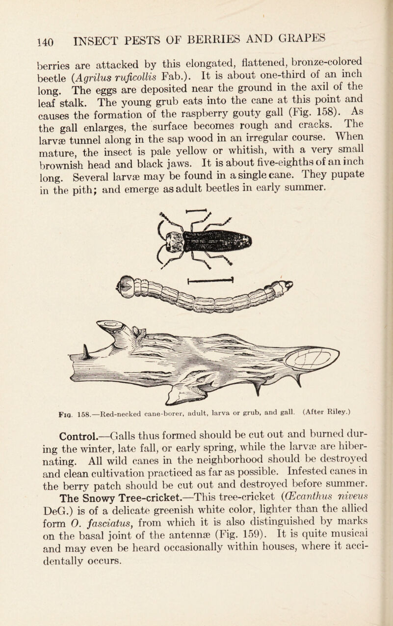 \ 140 INSECT PESTS OF BERRIES AND GRAPES berries are attacked by this elongated, flattened, bronze-colored beetle (Agrilus ruficollis Fab.). It is about one-third of an inch long. The eggs are deposited near the ground in the axil of the leafstalk. The young grub eats into the cane at this point and causes the formation of the raspberry gouty gall (Fig. 158). As the gall enlarges, the surface becomes rough and cracks. The larvae tunnel along in the sap wood in an irregular course. When mature, the insect is pale yellow or whitish, with a very small brownish head and black jaws. It is about five-eighths of an inch long. Several larvae may be found in a single cane. They pupate in the pith; and emerge as adult beetles in early summer. Control—Galls thus formed should be cut out and burned dur- ing the winter, late fall, or early spring, while the larvae are hiber- nating. All wild canes in the neighborhood should be destroyed and clean cultivation practiced as far as possible. Infested canes in the berry patch should be cut out and destroyed before summer. The Snowy Tree-cricket.—This tree-cricket (CEcanthus niveus DeG.) is of a delicate greenish white color, lighter than the allied form 0. fasciatus, from which it is also distinguished by marks on the basal joint of the antennae (Fig. 159). It is quite musical and may even be heard occasionally within houses, where it acci- dentally occurs.