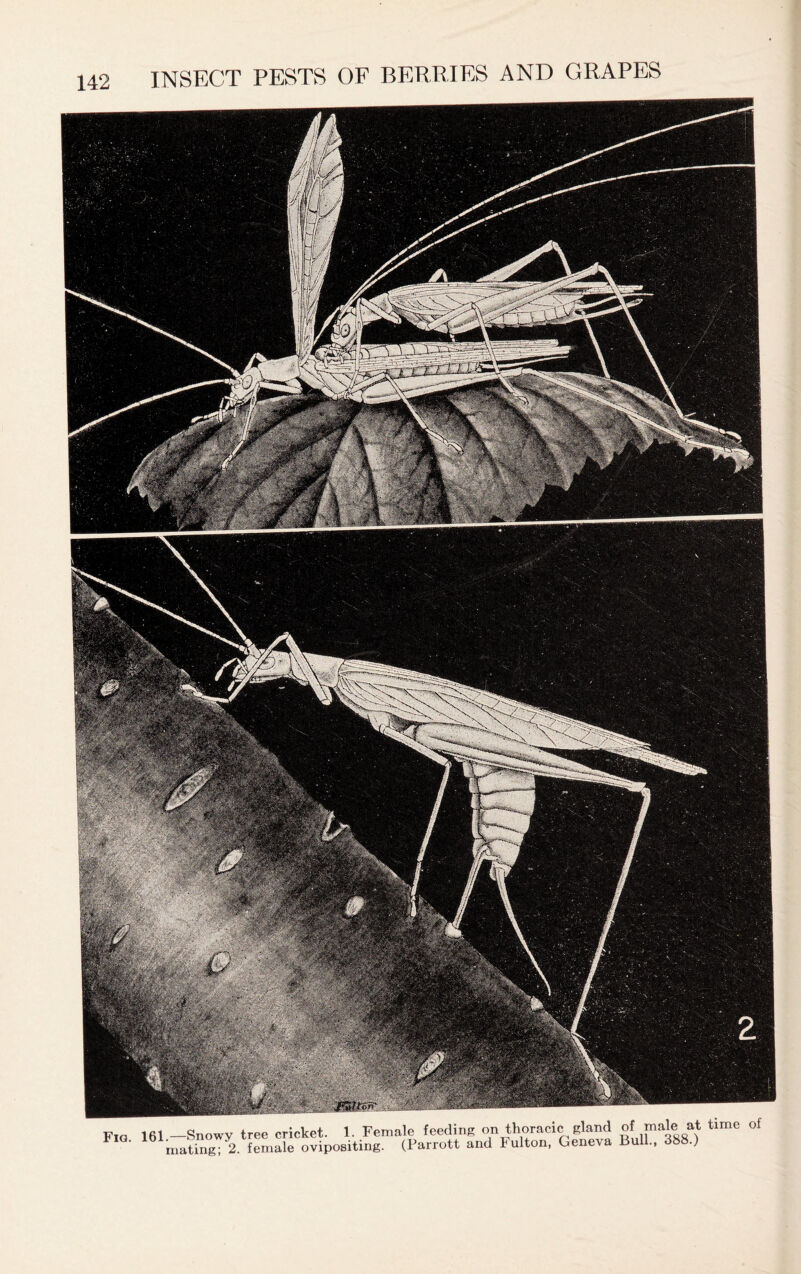 1. Female feeding on thoracic gland of male at time of 3iting. (Parrott and Fulton, Geneva Bull.,