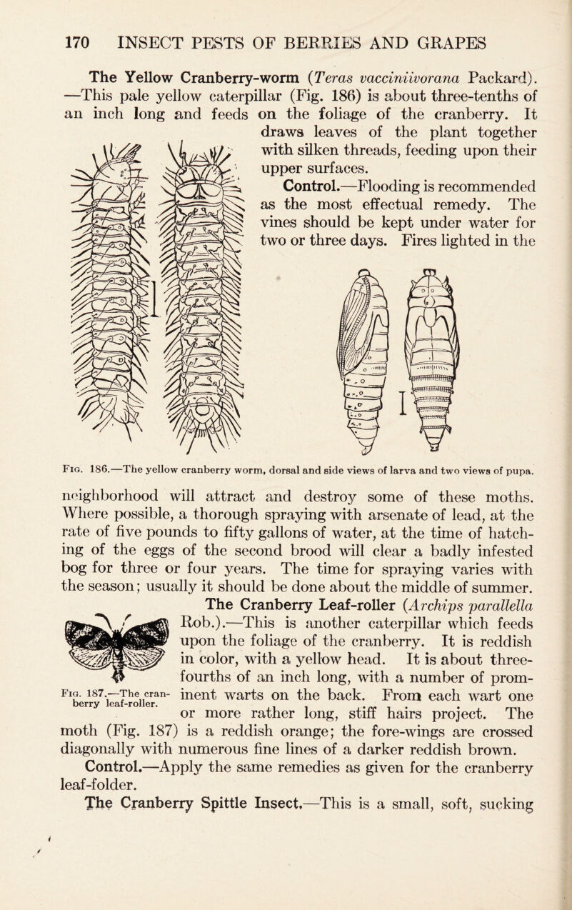 The Yellow Cranberry-worm (Teras vacciniivorana Packard). —This pale yellow caterpillar (Fig. 186) is about three-tenths of an inch long and feeds on the foliage of the cranberry. It draws leaves of the plant together with silken threads, feeding upon their upper surfaces. Control.—Flooding is recommended as the most effectual remedy. The vines should be kept under water for two or three days. Fires lighted in the Fig. 186.—The yellow cranberry worm, dorsal and side views of larva and two views of pupa. neighborhood will attract and destroy some of these moths. Where possible, a thorough spraying with arsenate of lead, at the rate of five pounds to fifty gallons of water, at the time of hatch- ing of the eggs of the second brood will clear a badly infested bog for three or four years. The time for spraying varies with the season; usually it should be done about the middle of summer. The Cranberry Leaf-roller (Archips parallella Rob.).—This is another caterpillar which feeds upon the foliage of the cranberry. It is reddish in color, with a yellow head. It is about three- fourths of an inch long, with a number of prom- Flberry7'i^7roiieran *nent war^s on the back. From each wart one or more rather long, stiff hairs project. The moth (Fig. 187) is a reddish orange; the fore-wings are crossed diagonally with numerous fine lines of a darker reddish brown. Control.—Apply the same remedies as given for the cranberry leaf-folder. The Cranberry Spittle Insect,—This is a small, soft, sucking