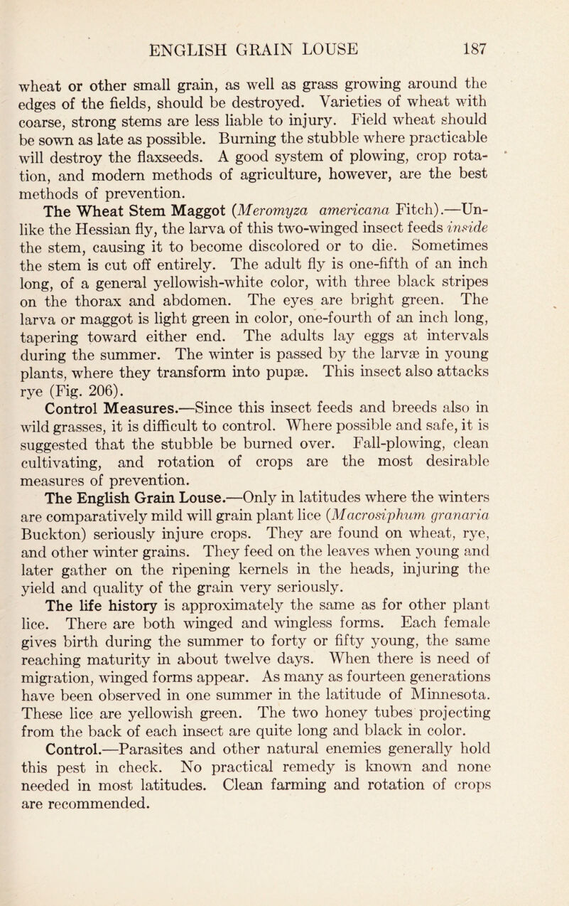 wheat or other small grain, as well as grass growing around the edges of the fields, should be destroyed. Varieties of wheat with coarse, strong stems are less liable to injury. Field wheat should be sown as late as possible. Burning the stubble where practicable will destroy the flaxseeds. A good system of plowing, crop rota- tion, and modern methods of agriculture, however, are the best methods of prevention. The Wheat Stem Maggot (Meromyza americana Fitch).—Un- like the Hessian fly, the larva of this two-winged insect feeds inside the stem, causing it to become discolored or to die. Sometimes the stem is cut off entirely. The adult fly is one-fifth of an inch long, of a general yellowish-white color, with three black stripes on the thorax and abdomen. The eyes are bright green. The larva or maggot is light green in color, one-fourth of an inch long, tapering toward either end. The adults lay eggs at intervals during the summer. The winter is passed by the larvse in young plants, where they transform into pupae. This insect also attacks rye (Fig. 206). Control Measures.—Since this insect feeds and breeds also in wild grasses, it is difficult to control. Where possible and safe, it is suggested that the stubble be burned over. Fall-plowing, clean cultivating, and rotation of crops are the most desirable measures of prevention. The English Grain Louse.—Only in latitudes where the winters are comparatively mild will grain plant lice (Macrosiphum granaria Buckton) seriously injure crops. They are found on wheat, rye, and other winter grains. They feed on the leaves when young and later gather on the ripening kernels in the heads, injuring the yield and quality of the grain very seriously. The life history is approximately the same as for other plant lice. There are both winged and wingless forms. Each female gives birth during the summer to forty or fifty young, the same reaching maturity in about twelve days. When there is need of migration, winged forms appear. As many as fourteen generations have been observed in one summer in the latitude of Minnesota. These lice are yellowish green. The two honey tubes projecting from the back of each insect are quite long and black in color. Control.—Parasites and other natural enemies generally hold this pest in check. No practical remedy is known and none needed in most latitudes. Clean farming and rotation of crops are recommended.