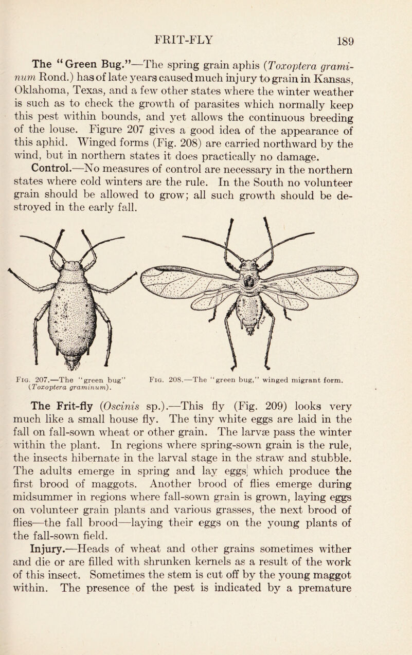 The “Green Bug.”—The spring grain aphis (Toxoptera grami- num Rond.) has of late years caused much injury to grain in Kansas, Oklahoma, Texas, and a few other states where the winter weather is such as to check the growth of parasites which normally keep this pest within bounds, and yet allows the continuous breeding of the louse. Figure 207 gives a good idea of the appearance of this aphid. Winged forms (Fig. 208) are carried northward by the wind, but in northern states it does practically no damage. Control.—No measures of control are necessary in the northern states where cold winters are the rule. In the South no volunteer grain should be allowed to grow; all such growth should be de- stroyed in the early fall. Fig. 207.—The “green bug” (Toxoptera graminum). Fig. 208.—The “green bug,” winged migrant form. The Frit-fly (Oscinis sp.).—This fly (Fig. 209) looks very much like a small house fly. The tiny white eggs are laid in the fall on fall-sown wheat or other grain. The larvae pass the winter within the plant. In regions where spring-sown grain is the rule, the insects hibernate in the larval stage in the straw and stubble. The adults emerge in spring and lay eggs^ which produce the first brood of maggots. Another brood of flies emerge during midsummer in regions where fall-sown grain is grown, laying eggs on volunteer grain plants and various grasses, the next brood of flies—the fall brood—laying their eggs on the young plants of the fall-sown field. Injury.-—Heads of wheat and other grains sometimes wither and die or are filled with shrunken kernels as a result of the work of this insect. Sometimes the stem is cut off by the young maggot within. The presence of the pest is indicated by a premature