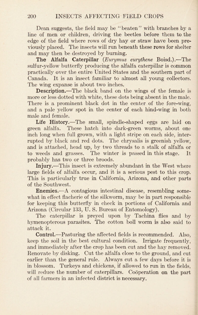 Dean suggests, the field may be “beaten” with branches by a line of men or children, driving the beetles before them to the edge of the field where rows of dry hay or straw have been pre- viously placed. The insects will run beneath these rows for shelter and may then be destroyed by burning. The Alfalfa Caterpillar (Eurymus eurythene Boisd.).—The sulfur-yellow butterfly producing the alfalfa caterpillar is common practically over the entire United States and the southern part of Canada. It is an insect familiar to almost all young collectors. The wing expanse is about two inches. Description.—The black band on the wings of the female is more or less dotted with white, these dots being absent in the male. There is a prominent black dot in the center of the fore-wing, and a pale yellow spot in the center of each hind-wing in both male and female. Life History .—The small, spindle-shaped eggs are laid on green alfalfa. These hatch into dark-green worms, about one inch long when full grown, with a light stripe on each side, inter- rupted by black and red dots. The chrysalis is greenish yellow, and is attached, head up, by two threads to a stalk of alfalfa or to weeds and grasses. The winter is passed in this stage. It probably has two or three broods. Injury.—This insect is extremely abundant in the West where large fields of alfalfa occur, and it is a serious pest to this crop. This is particularly true in California, Arizona, and other parts of the Southwest. Enemies.—A contagious intestinal disease, resembling some- what in effect flacherie of the silkworm, may be in part responsible for keeping this butterfly in check in portions of California and Arizona (Circular 133, U. S. Bureau of Entomology). The caterpillar is preyed upon by Tachina flies and by hymenopterous parasites. The cotton boll worm is also said to attack it. Control.—Pasturing the affected fields is recommended. Also, keep the soil in the best cultural condition. Irrigate frequently, and immediately after the crop has been cut and the hay removed. Renovate by disking. Cut the alfalfa close to the ground, and cut earlier than the general rule. Always cut a few days before it is in blossom. Turkeys and chickens, if allowed to run in the fields, will reduce the number of caterpillars. Cooperation on the part of all farmers in an infected district is necessary.