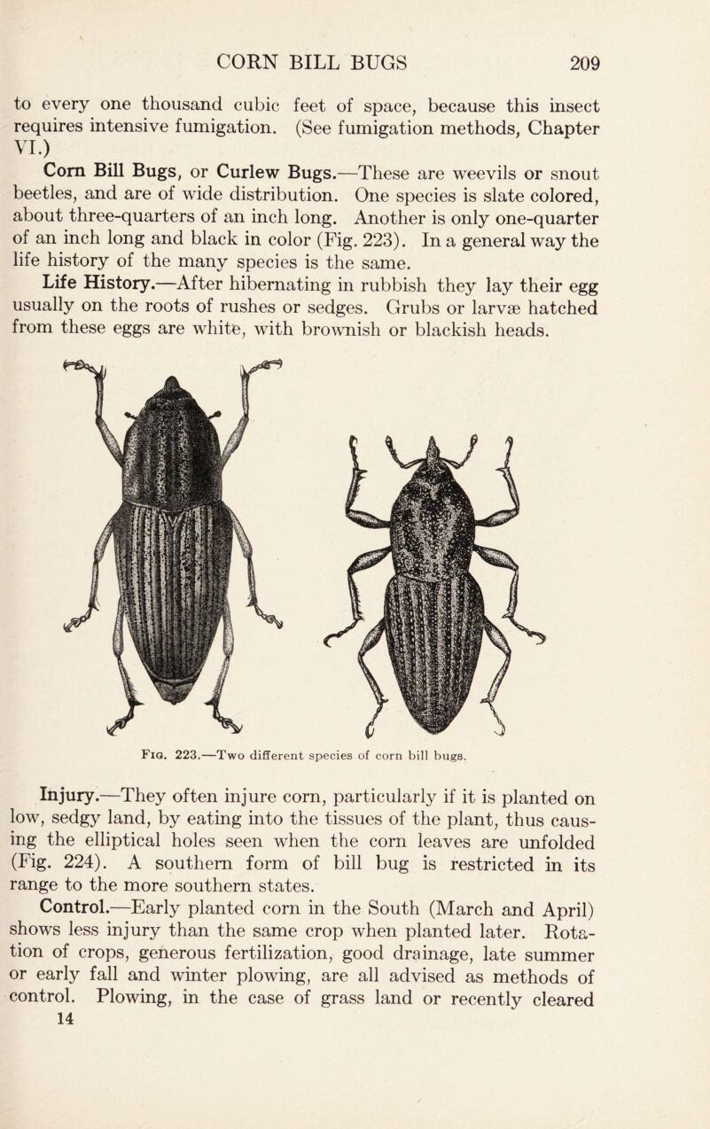 to every one thousand cubic feet of space, because this insect requires intensive fumigation. (See fumigation methods, Chapter VL) Corn Bill Bugs, or Curlew Bugs.—These are weevils or snout beetles, and are of wide distribution. One species is slate colored, about three-quarters of an inch long. Another is only one-quarter of an inch long and black in color (Fig. 223). In a general way the life history of the many species is the same. Life History.—After hibernating in rubbish they lay their egg usually on the roots of rushes or sedges. Grubs or larvae hatched from these eggs are white, with brownish or blackish heads. Fig. 223.—Two different species of corn bill bugs. Injury.—They often injure corn, particularly if it is planted on low, sedgy land, by eating into the tissues of the plant, thus caus- ing the elliptical holes seen when the corn leaves are unfolded (Fig. 224). A southern form of bill bug is restricted in its range to the more southern states. Control.—Early planted corn in the South (March and April) shows less injury than the same crop when planted later. Rota- tion of crops, generous fertilization, good drainage, late summer or early fall and winter plowing, are all advised as methods of control. Plowing, in the case of grass land or recently cleared 14