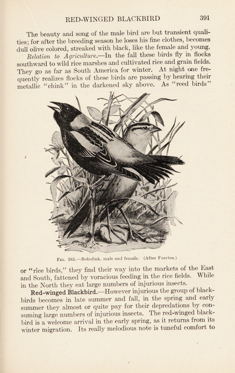 The beauty and song of the male bird are but transient quali- ties ; for after the breeding season he loses his fine clothes, becomes dull olive colored, streaked with black, like the female and young. Relation to Agriculture.—In the fall these birds fly in flocks southward to wild rice marshes and cultivated rice and grain fields. They go as far as South America for winter. At night one fre- quently realizes flocks of these birds are passing by hearing their metallic “chink” in the darkened sky above. As “reed birds” Fig. 385.—Bobolink, male and female. (After Fuertes.) or “rice birds,” they find their way into the markets of the East and South, fattened by voracious feeding in the rice fields. While in the North they eat large numbers of injurious insects. Red-winged Blackbird.—However injurious the group of black- birds becomes in late summer and fall, in the spring and early summer they almost or quite pay for their depredations by con- suming large numbers of injurious insects. The red-winged black- bird is a welcome arrival in the early spring, as it returns from its winter migration. Its really melodious note is tuneful comfort to