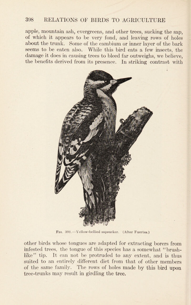 apple, mountain ash, evergreens, and other trees, sucking the sap, of which it appears to be very fond, and leaving rows of holes about the trunk. Some of the cambium or inner layer of the bark seems to be eaten also. While this bird eats a few insects, the damage it does in causing trees to bleed far outweighs, we believe, the benefits derived from its presence. In striking contrast with Fia. 391.—Yellow-bellied sapsucker. (After Fuertes.) other birds whose tongues are adapted for extracting borers from infested trees, the tongue of this species has a somewhat “brush- like” tip. It can not be protruded to any extent, and is thus suited to an entirely different diet from that of other members of the same family. The rows of holes made by this bird upon tree-trunks may result in girdling the tree.