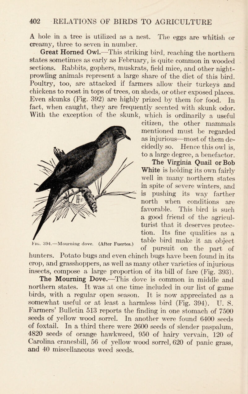 A hole in a tree is utilized as a nest. The eggs are whitish or creamy, three to seven in number. Great Horned Owl.—This striking bird, reaching the northern states sometimes as early as February, is quite common in wooded sections. Rabbits, gophers, muskrats, field mice, and other night- prowling animals represent a large share of the diet of this bird. Poultry, too, are attacked if farmers allow their turkeys and chickens to roost in tops of trees, on sheds, or other exposed places. Even skunks (Fig. 392) are highly prized by them for food. In fact, when caught, they are frequently scented with skunk odor. With the exception of the skunk, which is ordinarily a useful citizen, the other mammals mentioned must be regarded as injurious—most of them de- cidedly so. Hence this owl is, to a large degree, a benefactor. The Virginia Quail or Bob White is holding its own fairly well in many northern states in spite of severe winters, and is pushing its way farther north when conditions are favorable. This bird is such a good friend of the agricul- turist that it deserves protec- tion. Its fine qualities as a table bird make it an object of pursuit on the part of hunters. Potato bugs and even chinch bugs have been found in its crop, and grasshoppers, as well as many other varieties of injurious insects, compose a large proportion of its bill of fare (Fig. 393). The Mourning Dove.—This dove is common in middle and northern states. It was at one time included in our list of game birds, with a regular open season. It is now appreciated as a somewhat useful or at least a harmless bird (Fig. 394). U. S. Farmers7 Bulletin 513 reports the finding in one stomach of 7500 seeds of yellow wood sorrel. In another were found 6400 seeds of foxtail. In a third there were 2600 seeds of slender paspalum, 4820 seeds of orange hawkweed, 950 of hairy vervain, 120 of Carolina cranesbill, 56 of yellow wood sorrel, 620 of panic grass, and 40 miscellaneous weed seeds. Fig. 394.—Mourning dove. (After Fuertes.)