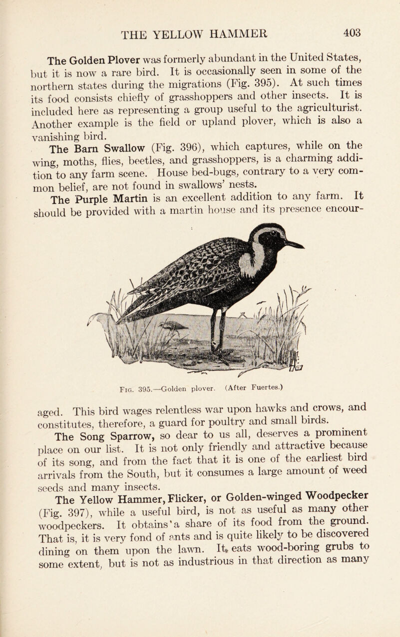 The Golden Plover was formerly abundant in the United States, but it is now a rare bird. It is occasionally seen in some of the northern states during the migrations (Fig. 395). At such times its food consists chiefly of grasshoppers and other insects. It is included here as representing a group useful to the agriculturist. Another example is the field or upland plover, which is also a vanishing bird. The Earn Swallow (Fig. 396), which captures, while on the wing, moths, flies, beetles, and grasshoppers, is a charming addi- tion to any farm scene. House bed-bugs, contrary to a very com- mon belief, are not found in swallows nests. The Purple Martin is an excellent addition to any farm. It should be provided with a martin house and its presence encour- Fig. 395.—Golden plover. (After Fuertes.) aged. This bird wages relentless war upon hawks and crows, and constitutes, therefore, a guard for poultry and small birds. The Song Sparrow, so dear to us all, deserves a. prominent place on our list. It is not only friendly and attractive because of its song, and from the fact that it is one of the earliest bird arrivals from the South, but it consumes a large amount of weed seeds and many insects. The Yellow Hammer, Flicker, or Golden-winged Woodpecker (Fig. 397), while a useful bird, is not as useful as many other woodpeckers. It obtains'a share of its food from the ground. That is, it is very fond of ants and is quite likely to be discovered dining on them upon the lawn. It* eats wood-boring grubs to some extent, but is not as industrious in that direction as many