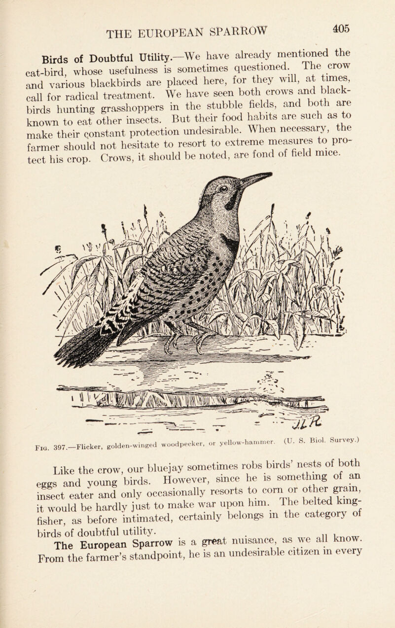 THE EUROPEAN SPARROW Birds of Doubtful Utility—We have already mentioned the cat-bird, whose usefulness is sometimes questioned. The crow and various blackbirds are placed here, for they will, at times, call for radical treatment. We have seen both crows and black- birds hunting grasshoppers in the stubble fields, and bot are known to eat other insects. But their food habits are such as to make their constant protection undesirable. When necessary, the farmer should not hesitate to resort to extreme measures to pro- tect his crop. Crows, it should be noted, are fond of field mice. Like the crow, our bluejay sometimes robs birds’ nests of bo eggs and young birds. However, since he is something of an insect eater and only occasionally resorts to corn or other _ grain, it would be hardly just to make war upon him. The belted g fisher, as before intimated, certainly belongs m the category of birds of doubtful utility. . n . The European Sparrow is a great nuisance as we all know. From the farmer’s standpoint, he is an undesirable citizen m every