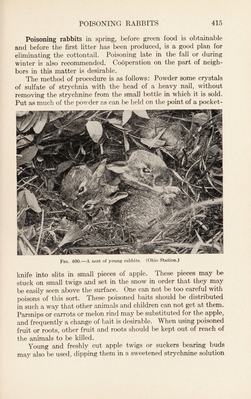 Poisoning rabbits in spring, before green food is obtainable and before the first litter has been produced, is a good plan for eliminating the cottontail. Poisoning late in the fall or during winter is also recommended. Cooperation on the part of neigh- bors in this matter is desirable. The method of procedure is as follows: Powder some crystals of sulfate of strychnia with the head of a heavy nail, without removing the strychnine from the small bottle in which it is sold. Put as much of the powder as can be held on the point of a pocket- Fig. 400.—A nest of young rabbits. (Ohio Station.) knife into slits in small pieces of apple. These pieces may be stuck on small twigs and set in the snow in order that they may be easily seen above the surface. One can not be too careful with poisons of this sort. These poisoned baits should be distributed in such a way that other animals and children can not get at them. Parsnips or carrots or melon rind may be substituted for the apple, and frequently a change of bait is desirable. When using poisoned fruit or roots, other fruit and roots should be kept out of reach of the animals to be killed. Young and freshly cut apple twigs or suckers bearing buds may also be used, dipping them in a sweetened strychnine solution