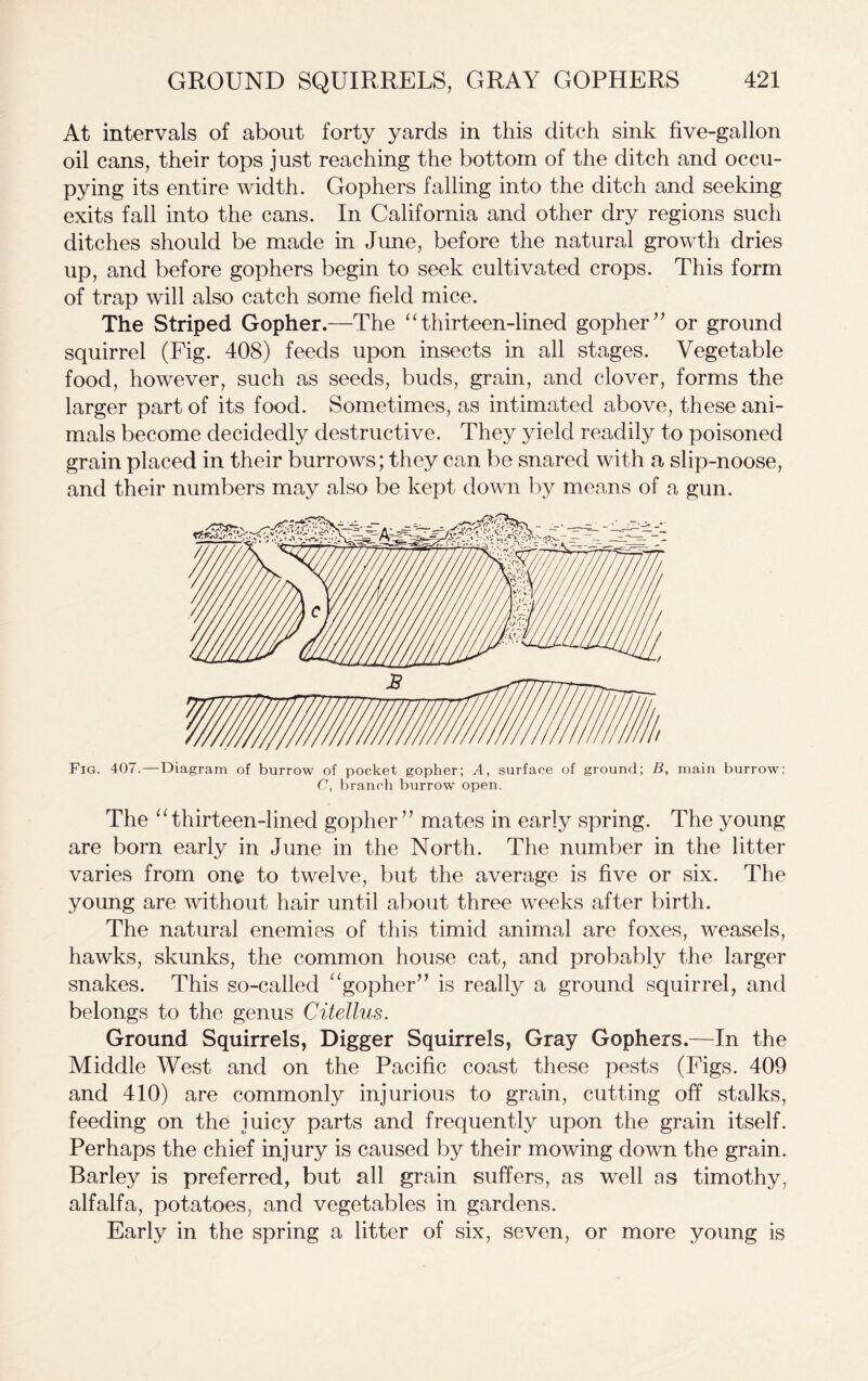 At intervals of about forty yards in this ditch sink five-gallon oil cans, their tops just reaching the bottom of the ditch and occu- pying its entire width. Gophers falling into the ditch and seeking exits fall into the cans. In California and other dry regions such ditches should be made in June, before the natural growth dries up, and before gophers begin to seek cultivated crops. This form of trap will also catch some field mice. The Striped Gopher.—The “thirteen-lined gopher” or ground squirrel (Fig. 408) feeds upon insects in all stages. Vegetable food, however, such as seeds, buds, grain, and clover, forms the larger part of its food. Sometimes, as intimated above, these ani- mals become decidedly destructive. They yield readily to poisoned grain placed in their burrows; they can be snared with a slip-noose, and their numbers may also be kept down by means of a gun. Fig. 407.—Diagram of burrow of pocket gopher; A, surface of ground; B, main burrow; C, branch burrow open. The “thirteen-lined gopher” mates in early spring. The young are born early in June in the North. The number in the litter varies from one to twelve, but the average is five or six. The young are without hair until about three weeks after birth. The natural enemies of this timid animal are foxes, weasels, hawks, skunks, the common house cat, and probably the larger snakes. This so-called “gopher” is really a ground squirrel, and belongs to the genus Citellus. Ground Squirrels, Digger Squirrels, Gray Gophers.—In the Middle West and on the Pacific coast these pests (Figs. 409 and 410) are commonly injurious to grain, cutting off stalks, feeding on the juicy parts and frequently upon the grain itself. Perhaps the chief injury is caused by their mowing down the grain. Barley is preferred, but all grain suffers, as well as timothy, alfalfa, potatoes, and vegetables in gardens. Early in the spring a litter of six, seven, or more young is