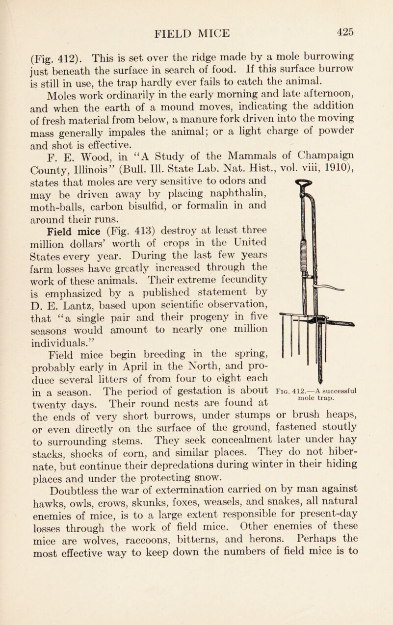 (Fig. 412). This is set over the ridge made by a mole burrowing just beneath the surface in search of food. If this surface burrow is still in use, the trap hardly ever fails to catch the animal. Moles work ordinarily in the early morning and late afternoon, and when the earth of a mound moves, indicating the addition of fresh material from below, a manure fork driven into the moving mass generally impales the animal) or a light charge of powder and shot is effective. F. E. Wood, in “A Study of the Mammals of Champaign County, Illinois” (Bull. 111. State Lab. Nat. Hist., vol. viii, 1910), states that moles are very sensitive to odors and may be driven away by placing naphthalin, moth-balls, carbon bisulfid, or formalin in and around their runs. Field mice (Fig. 413) destroy at least three million dollars’ worth of crops in the United States every year. During the last few years farm losses have greatly increased through the work of these animals. Their extreme fecundity is emphasized by a published statement by D. E. Lantz, based upon scientific observation, that “a single pair and their progeny in five seasons would amount to nearly one million individuals.” Field mice begin breeding in the spring, probably early in April in the North, and pro- duce several litters of from four to eight each in a season. The period of gestation is about fig. 412.—a successful twenty days. Their round nests are found at the ends of very short burrows, under stumps or brush heaps, or even directly on the surface of the ground, fastened stoutly to surrounding stems. They seek concealment later under hay stacks, shocks of corn, and similar places. They do not hiber- nate, but continue their depredations during winter in their hiding places and under the protecting snow. Doubtless the war of extermination carried on by man against hawks, owls, crows, skunks, foxes, weasels, and snakes, all natural enemies of mice, is to a large extent responsible for present-day losses through the work of field mice. Other enemies of these mice are wolves, raccoons, bitterns, and herons. Perhaps the most effective way to keep down the numbers of field mice is to