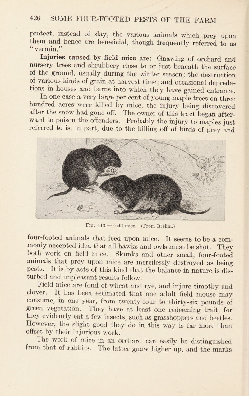 protect, instead of slay, the various animals which prey upon them and hence are beneficial, though frequently referred to as “vermin.” Injuries caused by field mice are: Gnawing of orchard and nursery trees and shrubbery close to or just beneath the surface of the ground, usually during the winter season; the destruction of various kinds of grain at harvest time; and occasional depreda- tions in houses and barns into which they have gained entrance. In one case a very large per cent of young maple trees on three hundred acres were killed by mice, the injury being discovered after the snow had gone off. The owner of this tract began after- ward to poison the offenders. Probably the injury to maples just refei red to is, in part, due to the killing off of birds of prev and Fig. 413.—Field mice. (From Brehm.) four-footed animals that feed upon mice. It seems to be a com- monly accepted idea that all hawks and owls must be shot. They both work on field mice. Skunks and other small, four-footed animals that prey upon mice are mercilessly destroyed as being pests. It is by acts of this kind that the balance in nature is dis- turbed and unpleasant results follow. Field mice are fond of wheat and rye, and injure timothy and clover. It has been estimated that one adult field mouse may consume, in one year, from twenty-four to thirty-six pounds of green vegetation. They have at least one redeeming trait, for they evidently eat a few insects, such as grasshoppers and beetles. However, the slight good they do in this way is far more than offset by their injurious work. The work of mice in an orchard can easily be distinguished from that of rabbits. The latter gnaw higher up, and the marks