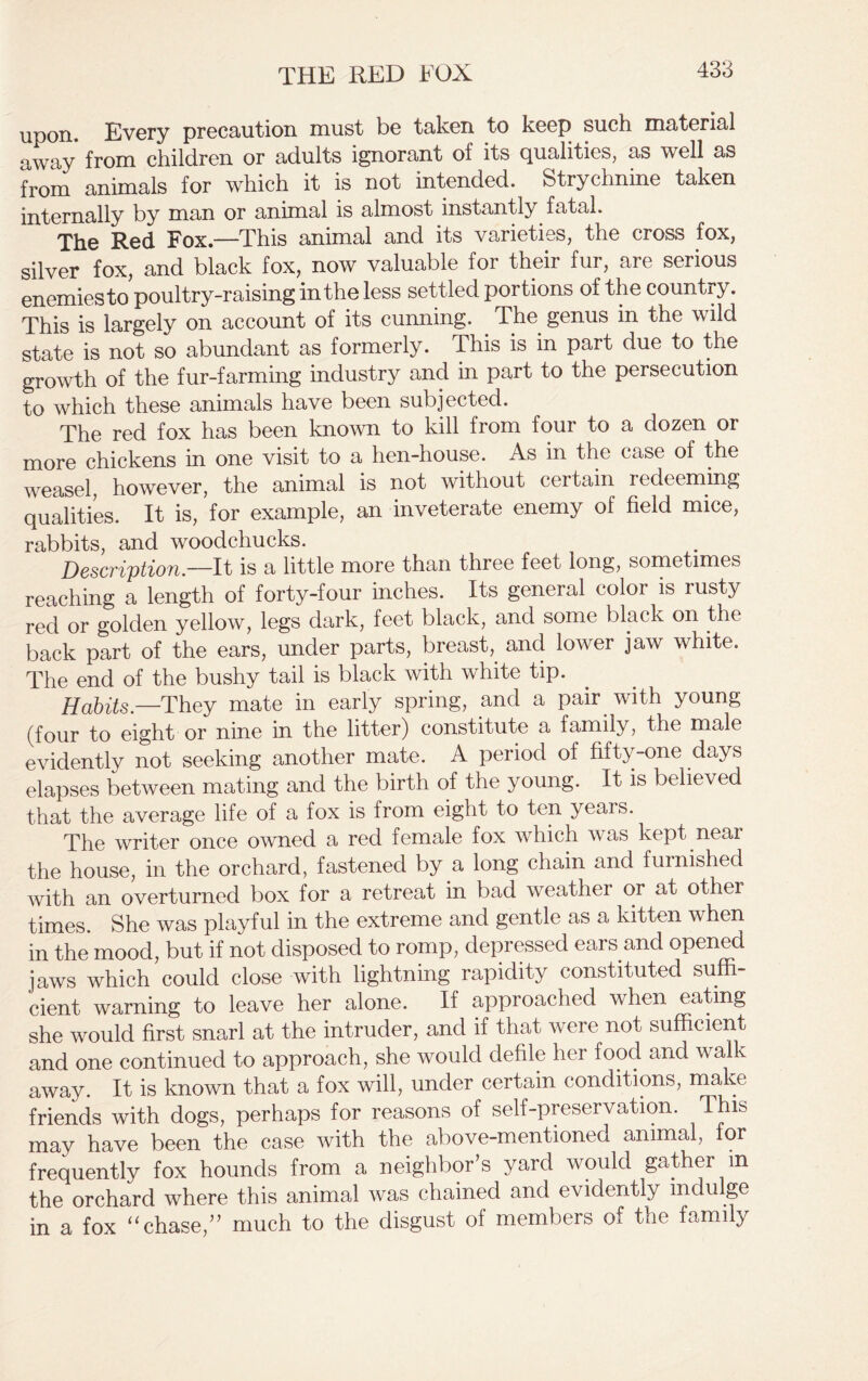 THE RED FOX upon. Every precaution must be taken to keep such material away from children or adults ignorant oi its qualities, as well as from animals for which it is not intended. Strychnine taken internally by man or animal is almost instantly fatal. The Red Fox.—This animal and its varieties, the cross fox, silver fox, and black fox, now valuable for their fur, are serious enemies to poultry-raising in the less settled portions of the country. This is largely on account of its cunning. The genus in the wild state is not so abundant as formerly. This is in part due to the growth of the fur-farming industry and in part to the persecution to which these animals have been subjected. The red fox has been known to kill from four to a dozen or more chickens in one visit to a hen-house. As in the case of the weasel, however, the animal is not without certain redeeming qualities. It is, for example, an inveterate enemy of field mice, rabbits, and woodchucks. Description.—It is a little more than three feet long, sometimes reaching a length of forty-four inches. Its general color is rusty red or golden yellow, legs dark, feet black, and some black on the back part of the ears, under parts, breast,, and lower jaw white. The end of the bushy tail is black with white tip. Habits.—They mate in early spring, and a pair with young (four to eight or nine in the litter) constitute a family, the male evidently not seeking another mate. A period of fifty-one days elapses between mating and the birth of the young. It is believed that the average life of a fox is from eight to ten years. The writer once owned a red female fox which was kept near the house, in the orchard, fastened by a long chain and furnished with an overturned box for a retreat in bad weather or at other times. She was playful in the extreme and gentle as a kitten when in the mood, but if not disposed to romp, depressed ears and opened jaws which could close with lightning rapidity constituted suffi- cient warning to leave her alone. If approached when eating she would first snarl at the intruder, and if that were not sufficient and one continued to approach, she would defile her food and walk away. It is known that a fox will, under certain conditions, make friends with dogs, perhaps for reasons of self-preservation. This may have been the case with the above-mentioned animal, for frequently fox hounds from a neighbor’s yard would gather in the orchard where this animal was chained and evidently indulge in a fox “chase,” much to the disgust of members of the family